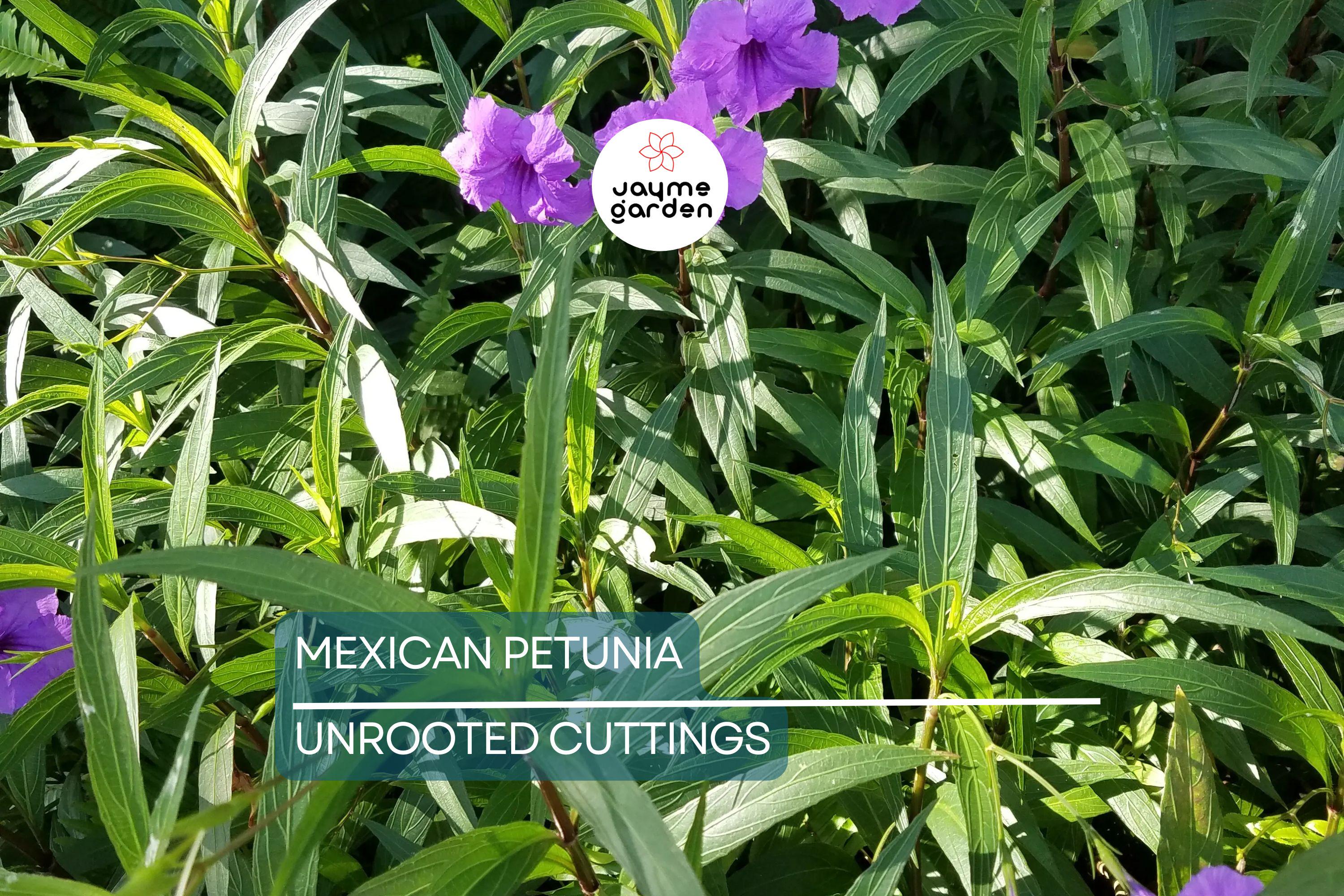 Mexican Petunia 10 Fresh Cuttings - Perennial Butterfly & Hummingbird Magnet - Easy to Grow, Hardy Plant