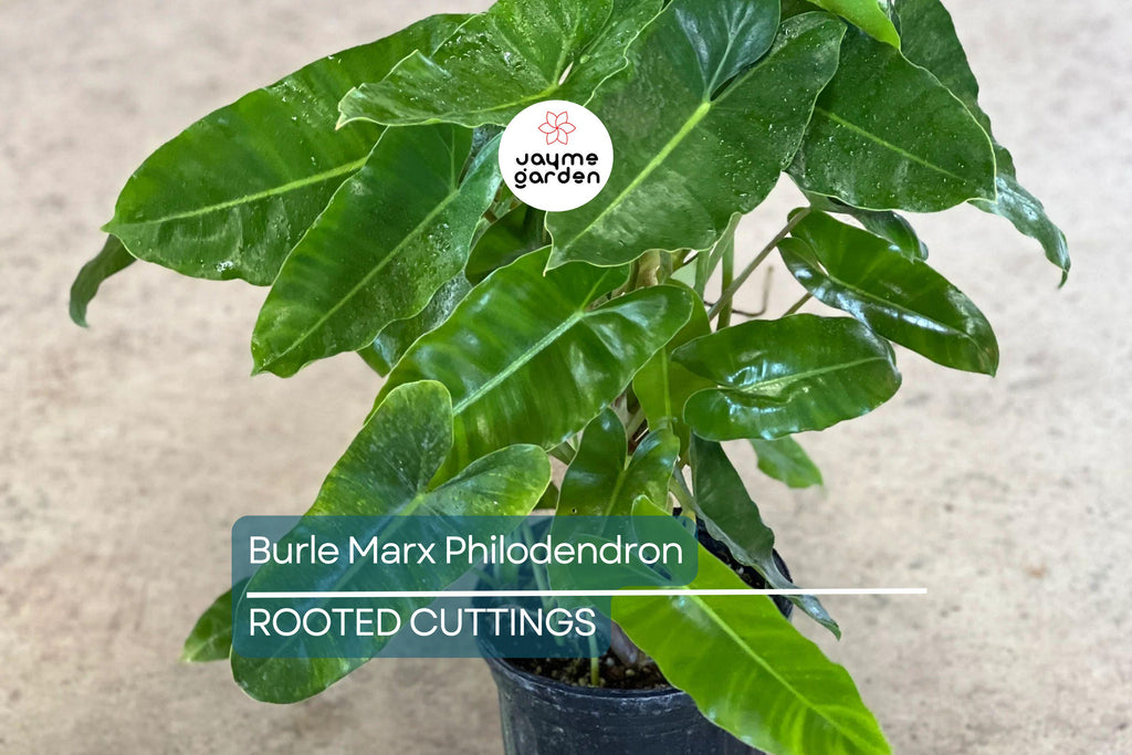 Burle Marx Philodendron Live Plant | Rooted Multi-Grow | No Cutting | Tropical Houseplant | Green Leaf | Easy to Care For