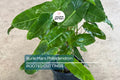 Burle Marx Philodendron Live Plant | Rooted Multi-Grow | No Cutting | Tropical Houseplant | Green Leaf | Easy to Care For