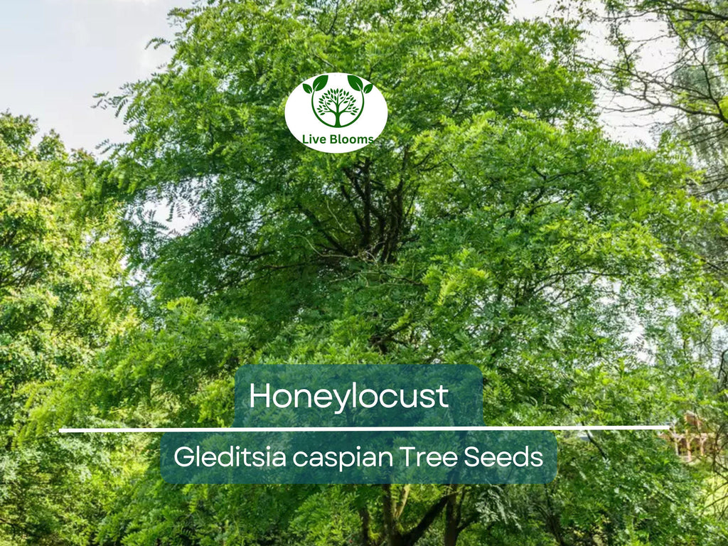 10 Honeylocust Tree Seeds (Gleditsia caspian) | Fast-Growing, Hardy Tree | Ideal for Shade, Landscaping, & Fast-Green Cover