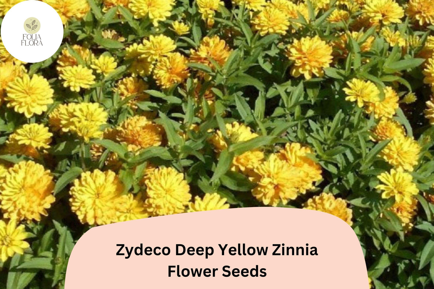 100+ Zydeco Deep Yellow Zinnia Seeds – Bright Golden Blooms for Garden Planting, Borders & Cut Flower Gardens