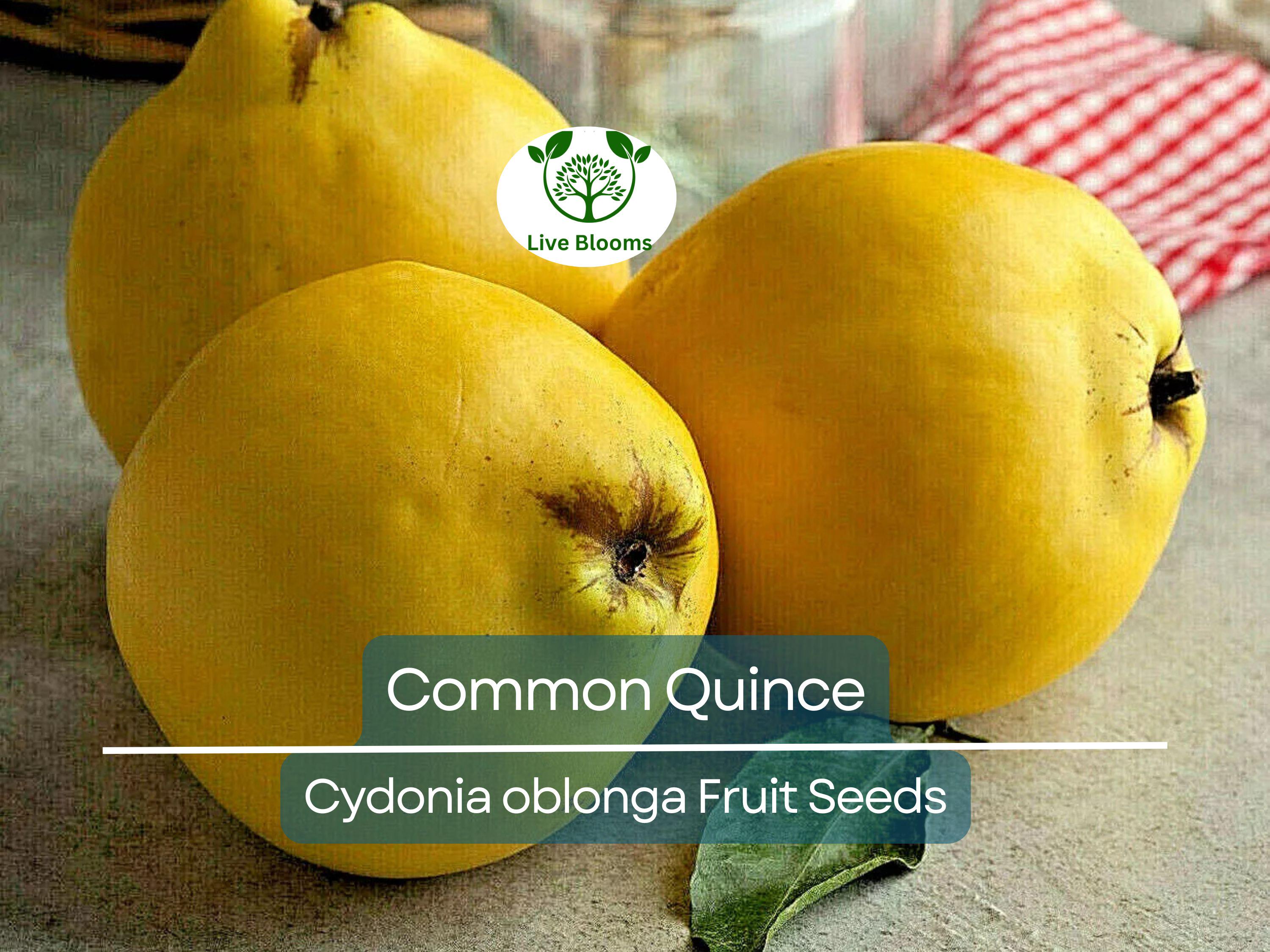20 Common Quince Fruit Tree Seeds (Cydonia oblonga), Sweet Edible Fruits, Hardy Tree, Backyard Orchard, Garden Starter, Homegrown