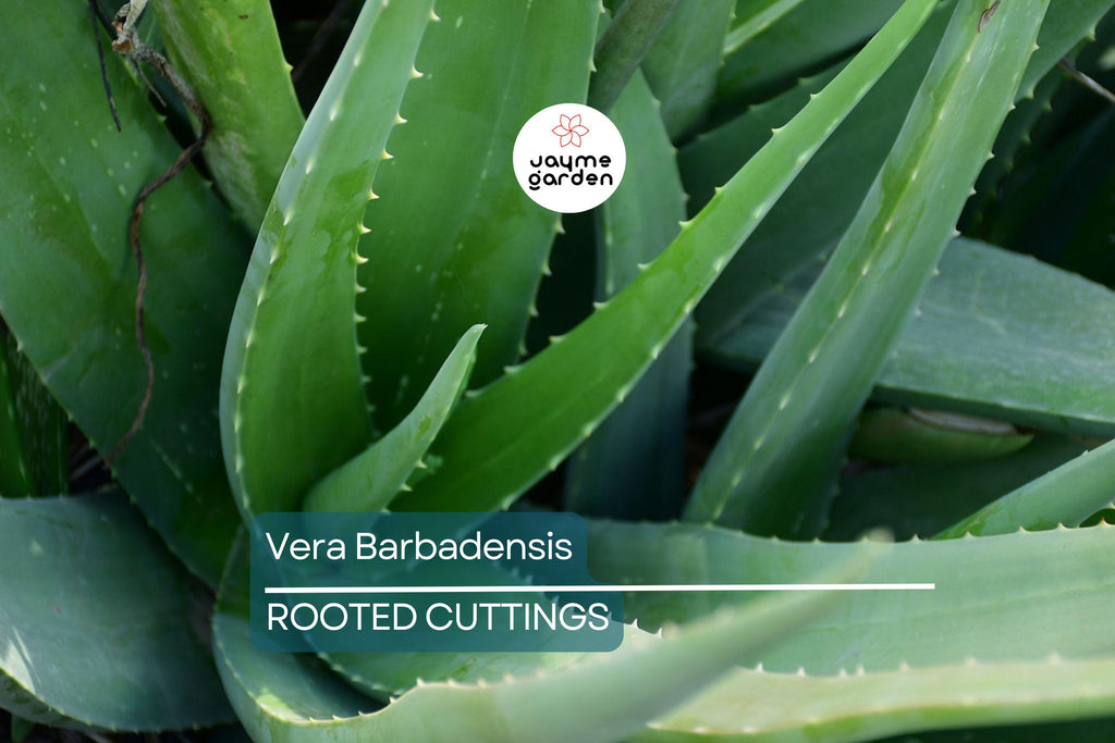 Rooted Aloe Vera Plant with Pot - Small Aloe Barbadensis Live Plant - Easy Care Succulent, Ready to Plant