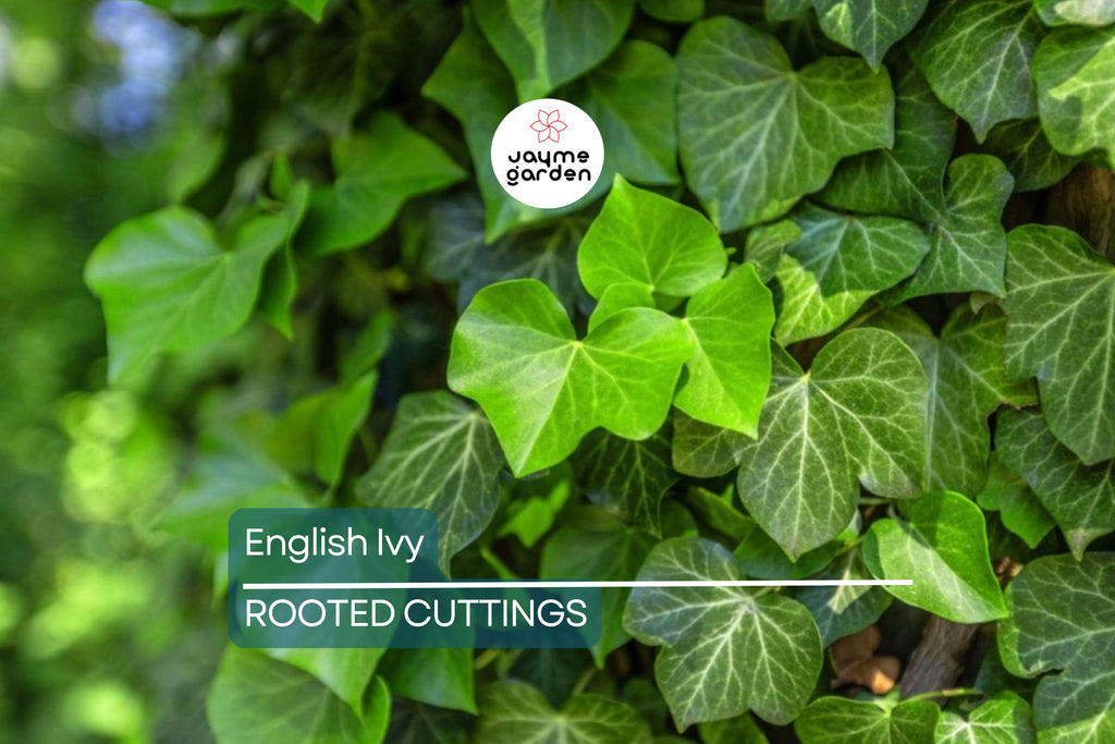 15 English Ivy Rooted Cuttings | Fast-Growing Privacy Plant | Hardy, Easy Care Vines | Ready to Plant | Indoor/Outdoor
