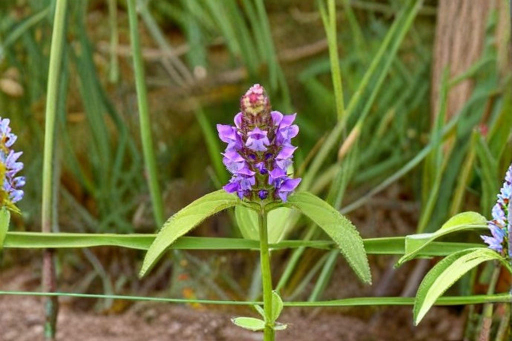 Heal All – Prunella vulgaris, Perennial Medicinal Herb | Groundcover (100 Seeds)