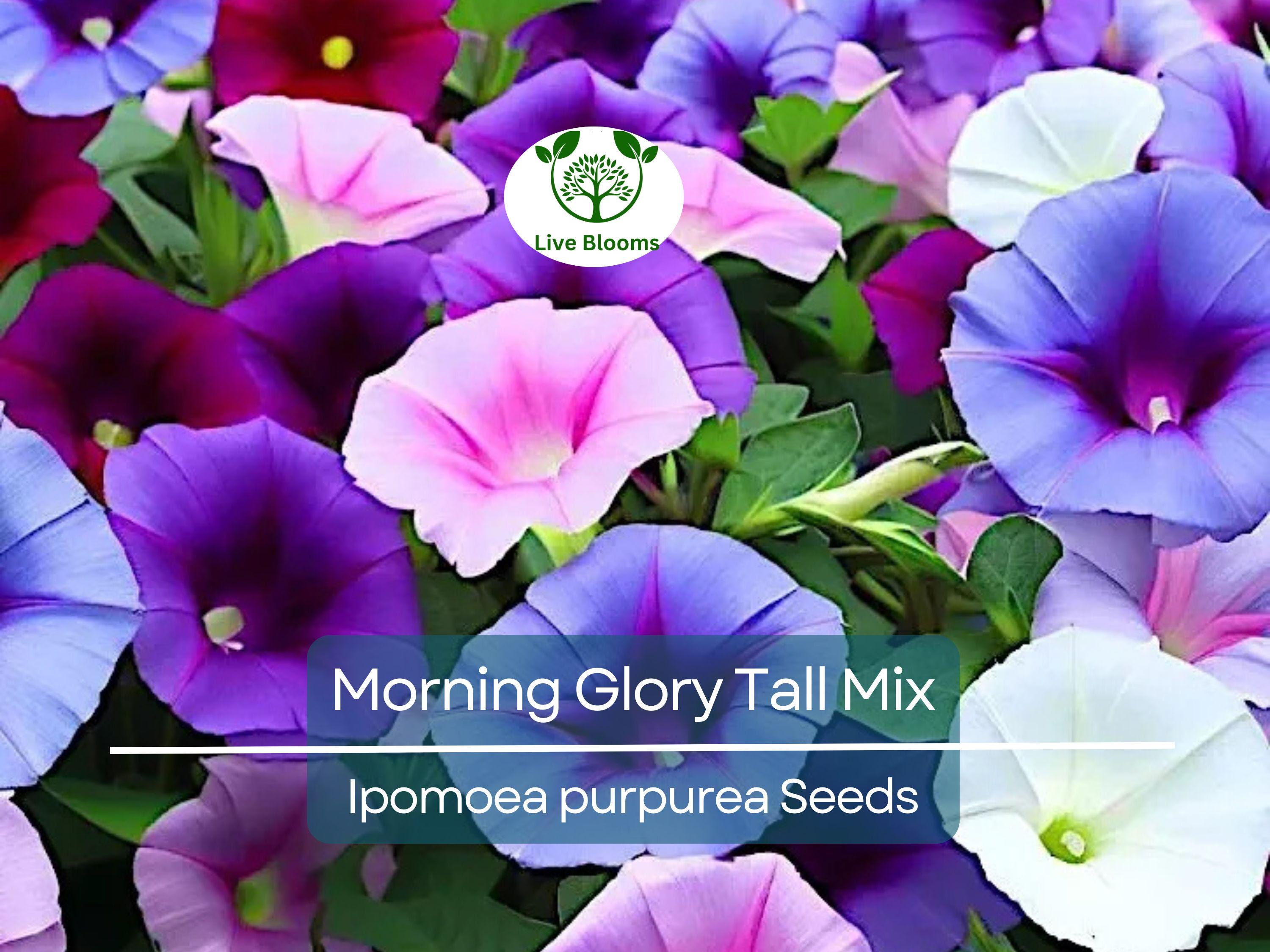 100 Seeds Morning Glory Tall Mix – Ipomoea purpurea – 5-Color Blooming Vine – Non-GMO, Pollinator Magnet, Loved by Hummingbirds
