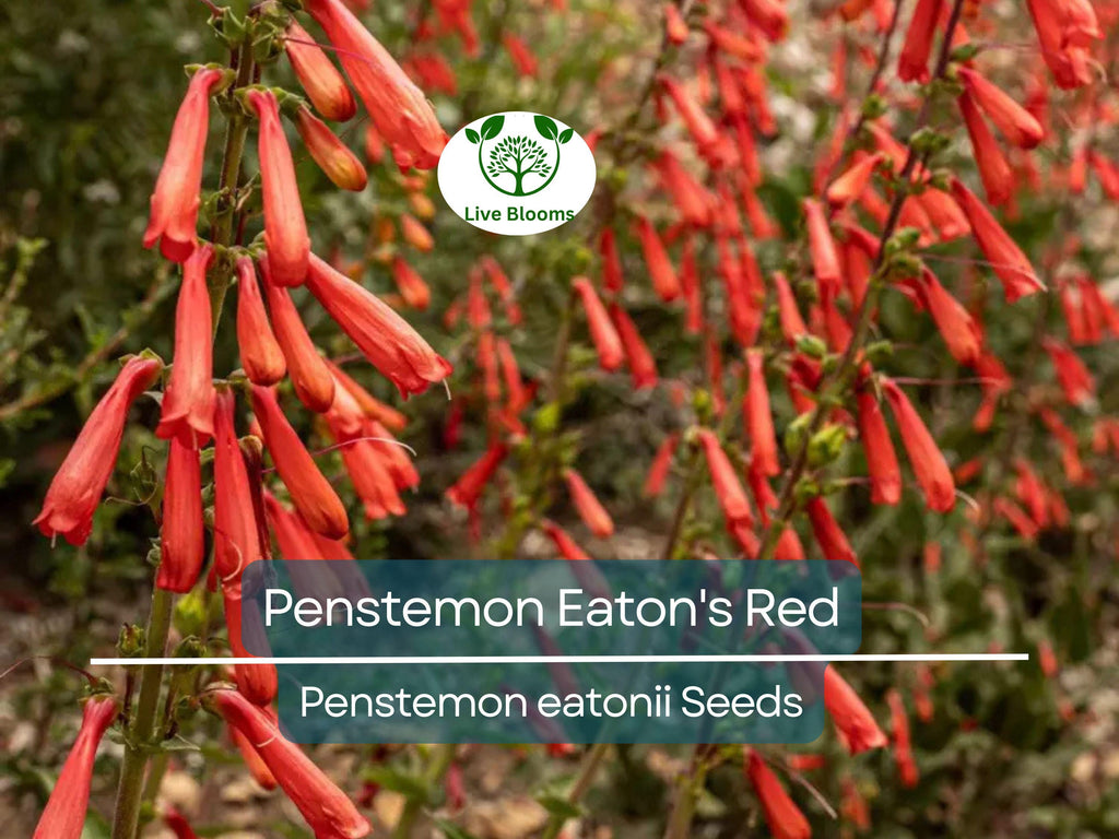 200 Seeds Penstemon Eaton's Red, Hummingbird Perennial Beardtongue, Non-GMO, Vibrant Red Flowers, Attracts Pollinators, Hardy Garden Plant