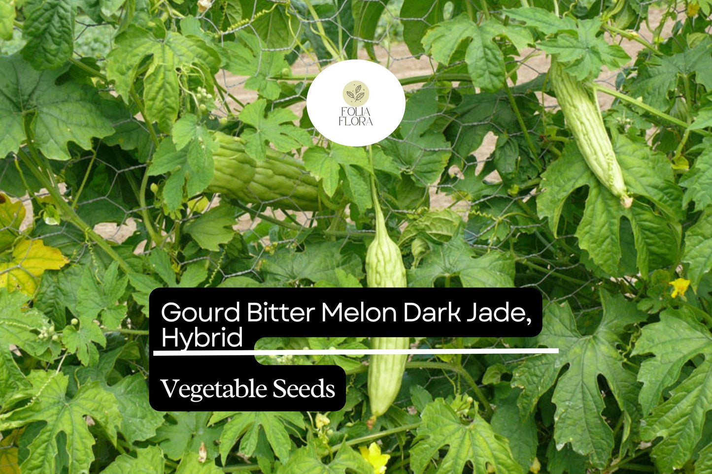 5 Seeds Bitter Melon Dark Jade Hybrid Momordica charantia | Bitter Gourd, High Yield, Heirloom, Non-GMO, Asian Cuisine, Easy to Grow