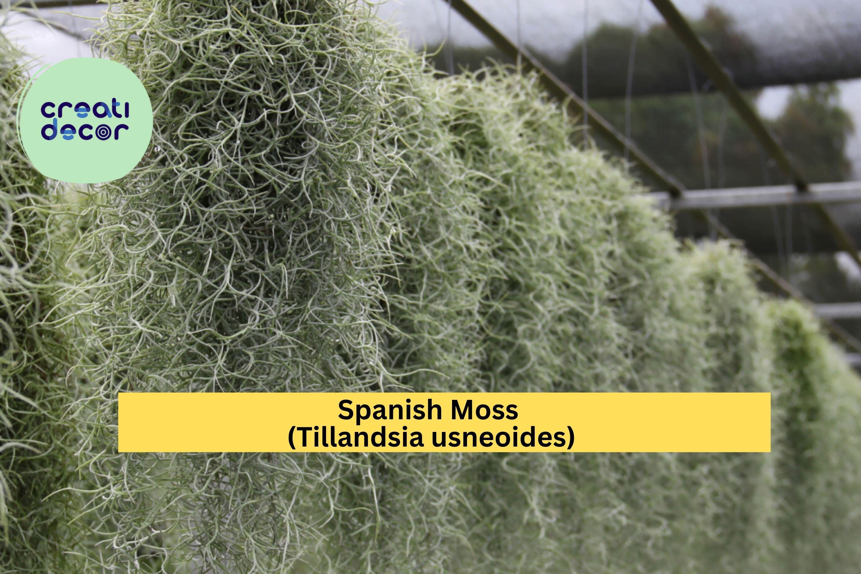 Spanish Moss Air Plant – Freshly Collected Tillandsia usneoides, Natural Gray-Green Hanging Epiphyte, Live Decorative Plant for Terrariums