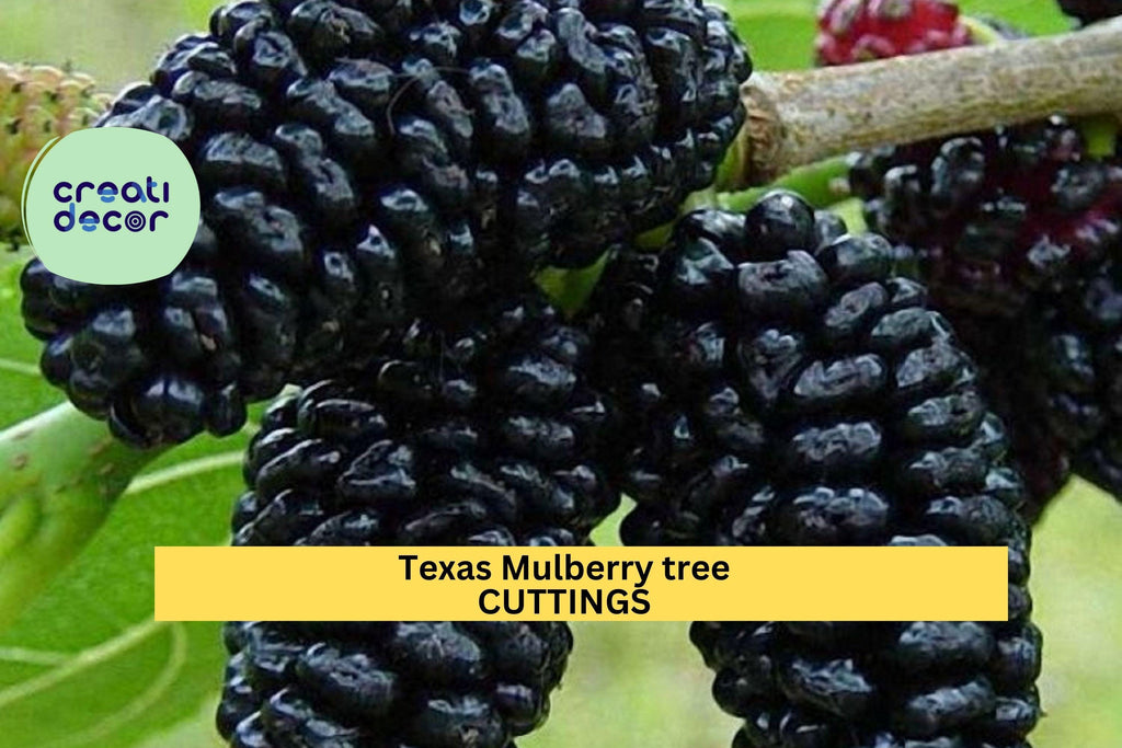 20+ Texas Mulberry Tree Cuttings | Morus Microphylla Unrooted 7–10" | Wild Fruit Tree Starter for Grafting or Rooting