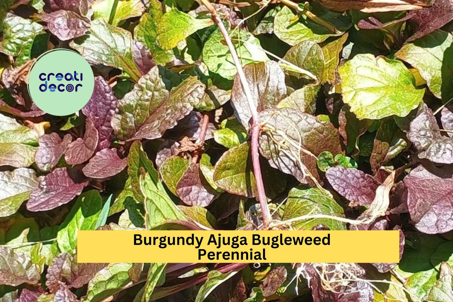 10 Burgundy Ajuga Bugleweed Plants – Live Bare Root Perennials, Hardy Ground Cover with Purple Blooms and Burgundy Foliage