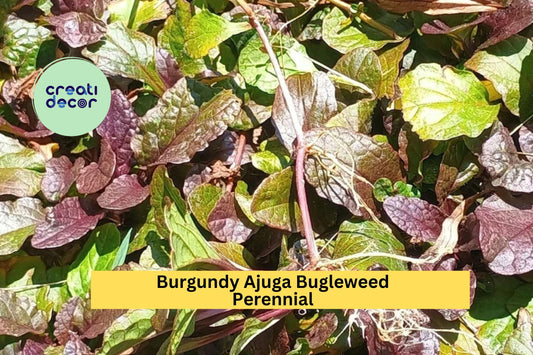 10 Burgundy Ajuga Bugleweed Plants – Live Bare Root Perennials, Hardy Ground Cover with Purple Blooms and Burgundy Foliage