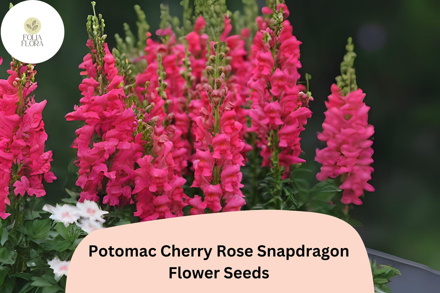 Antirrhinum majus Potomac Cherry Rose Snapdragon Seeds – 1000+ Vibrant Pink-Red Blooms for Garden & Cut Flowers