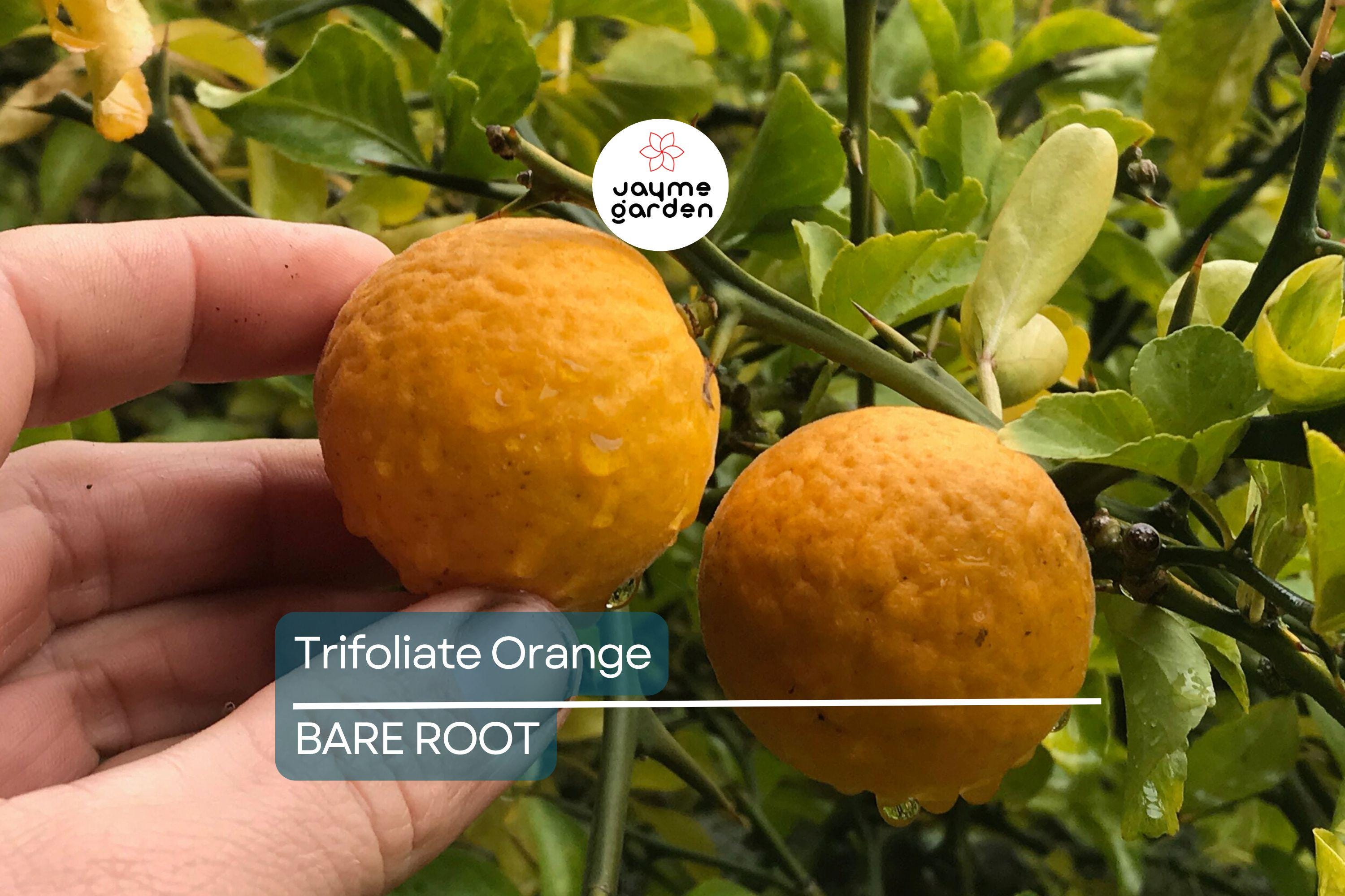 Trifoliate Orange Rootstock (15 Bare Root Plants) – Hardy Citrus for Grafting