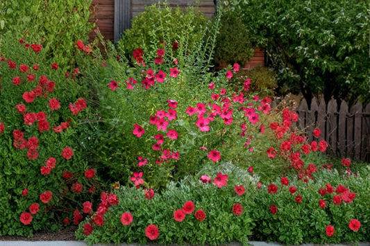Scarlet Flax – Linum grandiflorum rubrum Seeds | 100 Seeds | Brilliant Red Blooms | Easy Annual