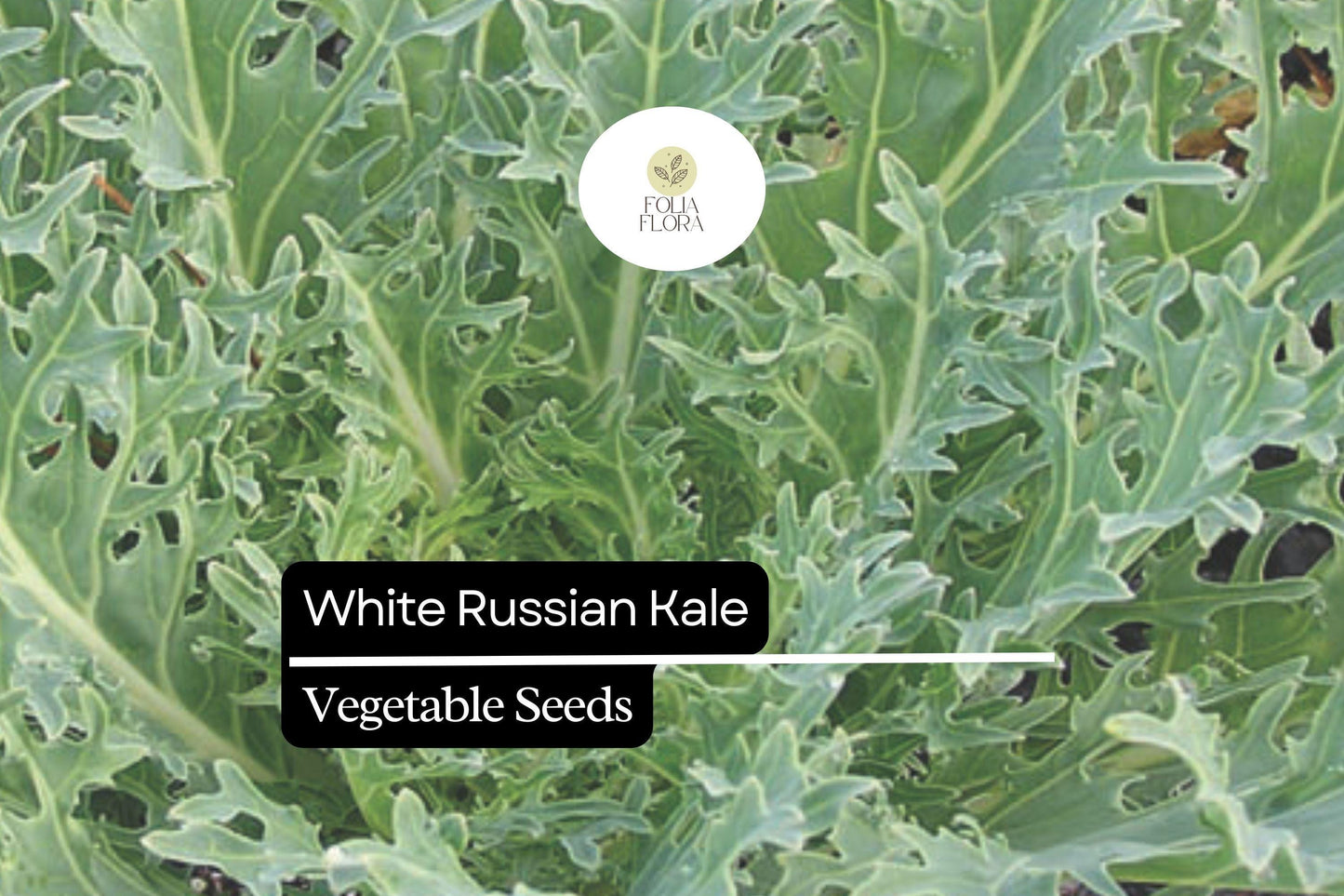 200 Seeds White Russian Kale (Brassica napus) – Tender, Sweet, and Frost-Hardy Kale Variety
