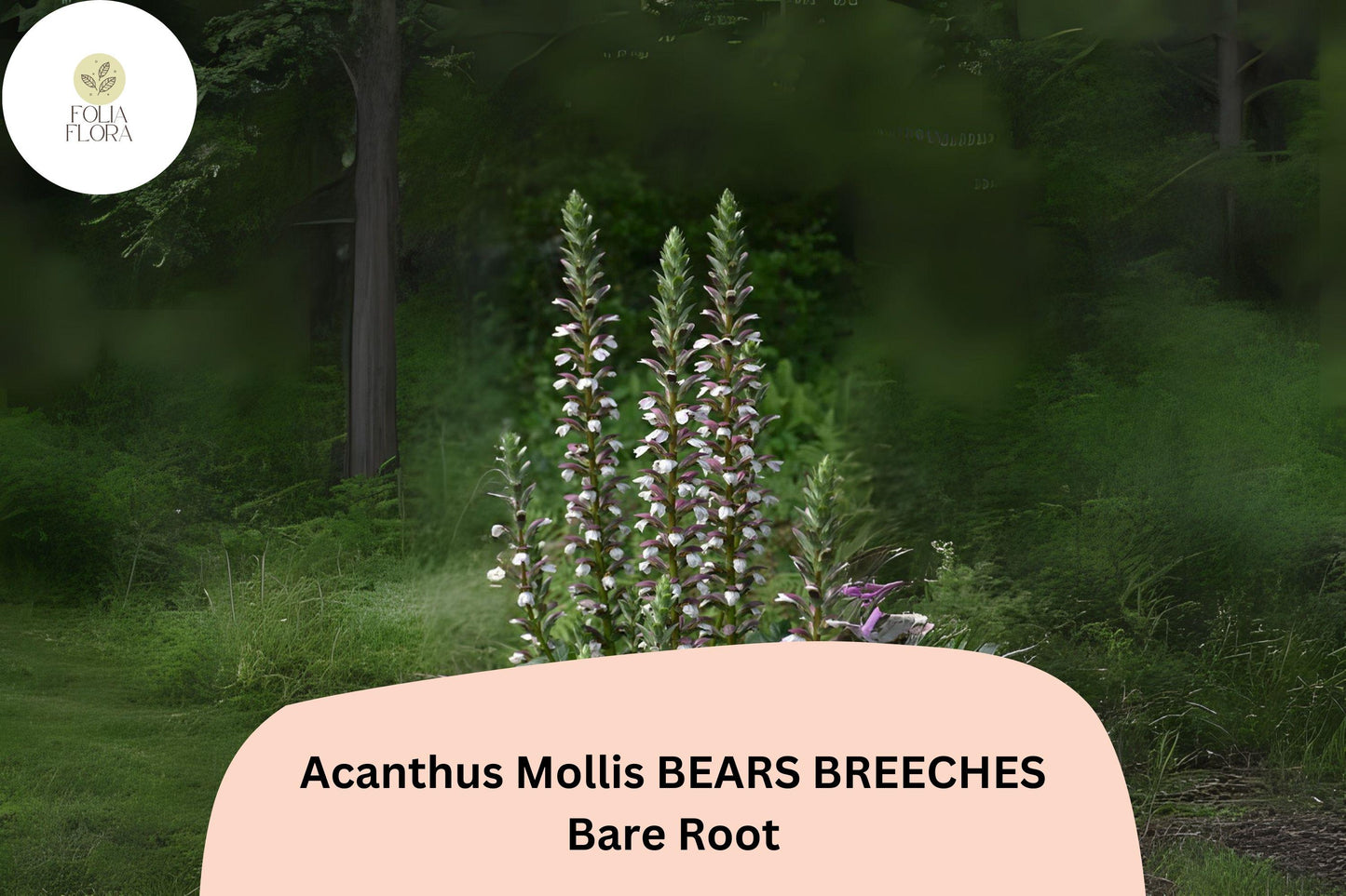 Acanthus mollis Bear’s Breeches | 1 Live 6” Plant Purple White Flower Perennial