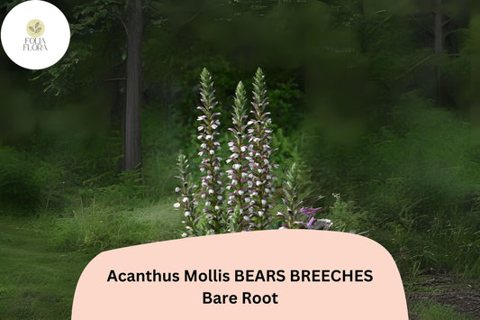 Acanthus mollis Bear’s Breeches | 1 Live 6” Plant Purple White Flower Perennial