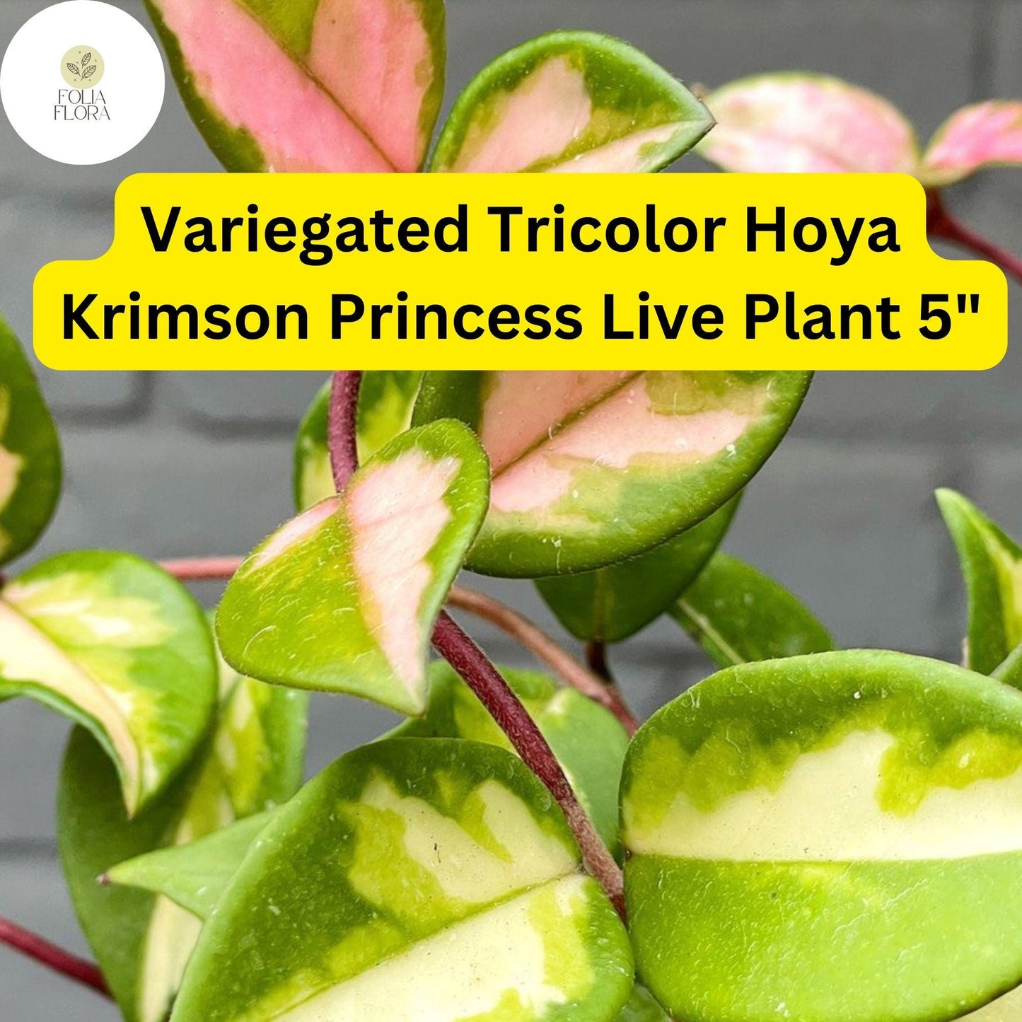 1 Hoya Carnosa ‘Krimson Princess’ – Variegated Tricolor Wax Plant – Live Plant 5" in 4” Pot