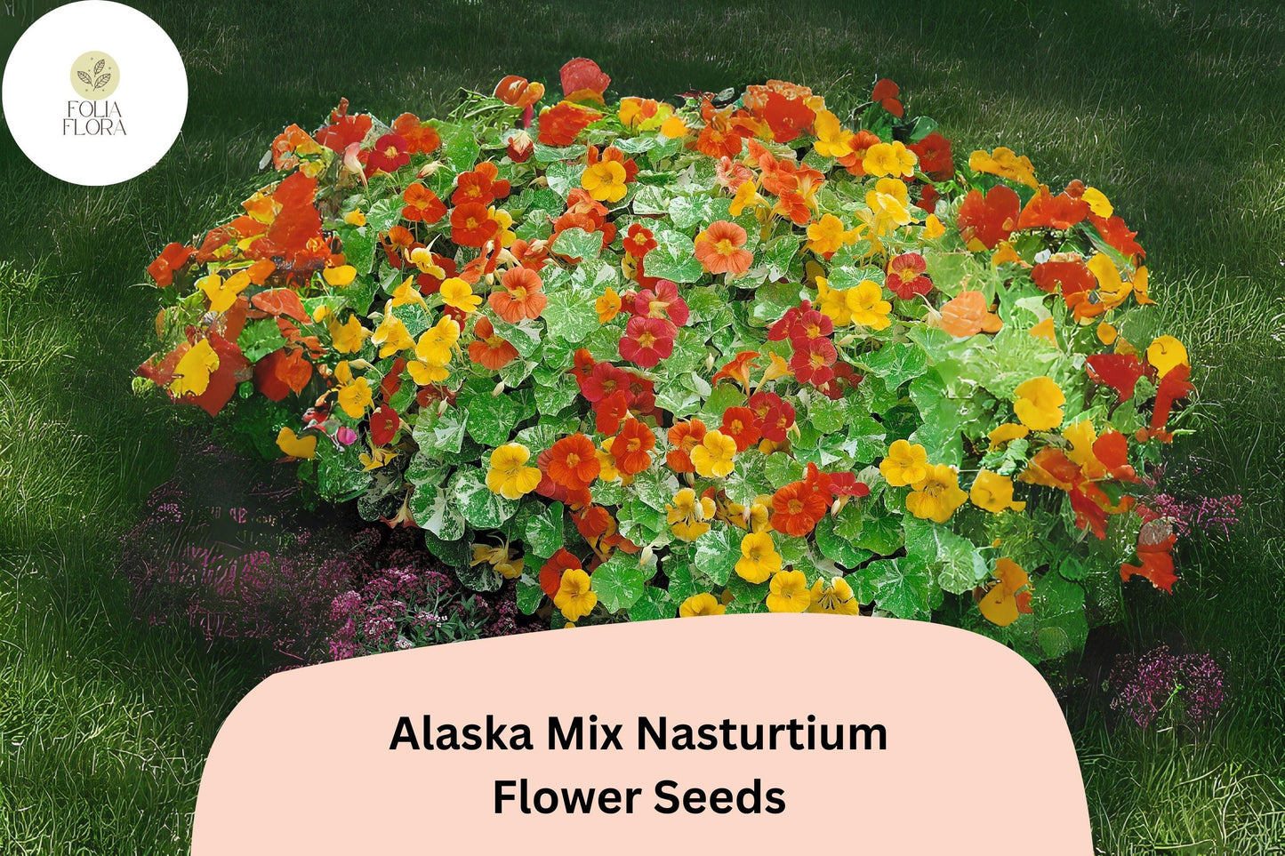 Tropaeolum majus Alaska Mix Nasturtium Seeds – 50+ Vibrant Blooms & Variegated Foliage