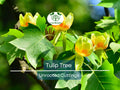 6+ Tulip Tree Unrooted Cuttings | Liriodendron Tulipifera, Fast-Growing, Hardy Deciduous Tree, Ideal for Propagation & Landscaping