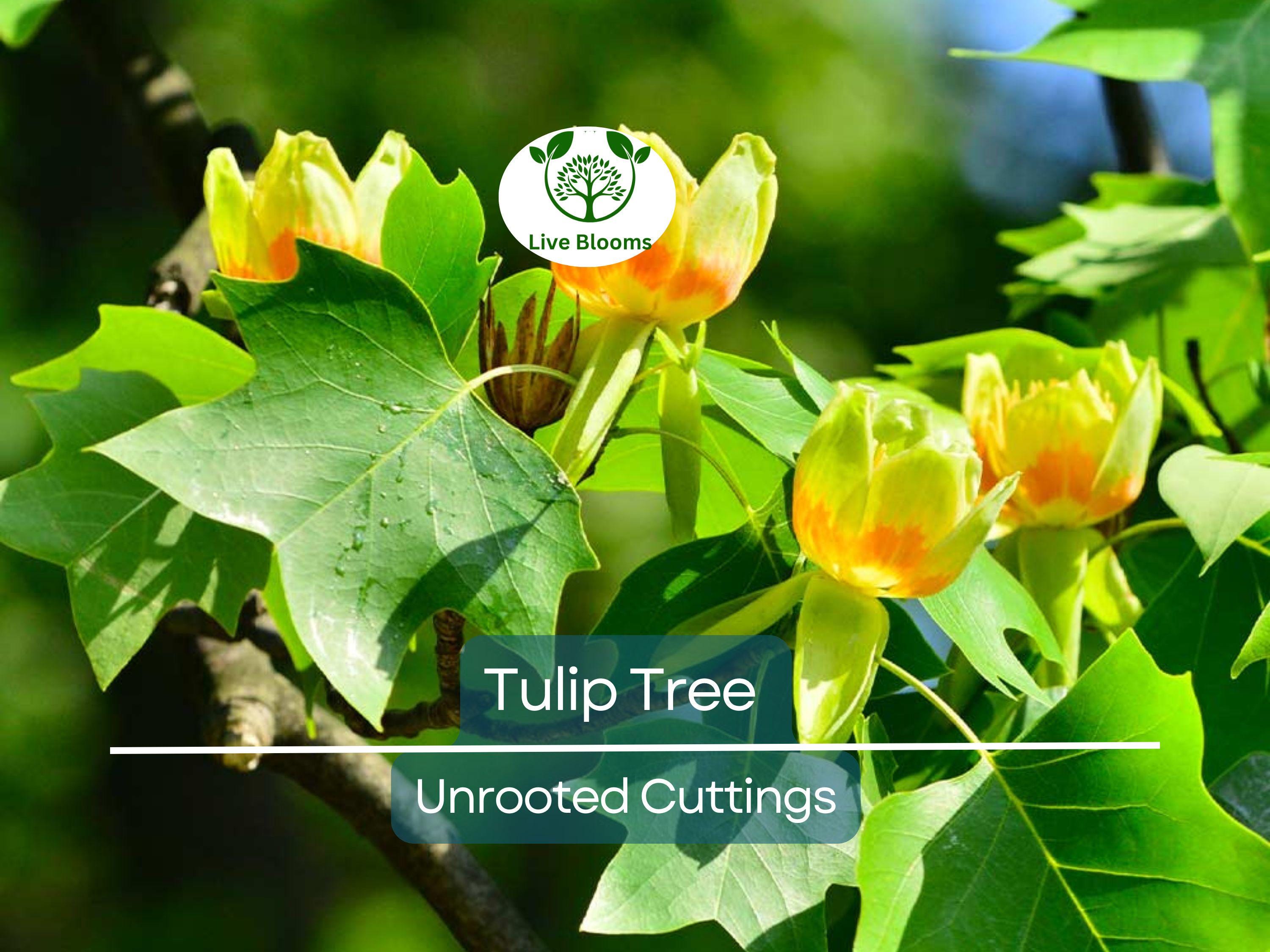 6+ Tulip Tree Unrooted Cuttings | Liriodendron Tulipifera, Fast-Growing, Hardy Deciduous Tree, Ideal for Propagation & Landscaping