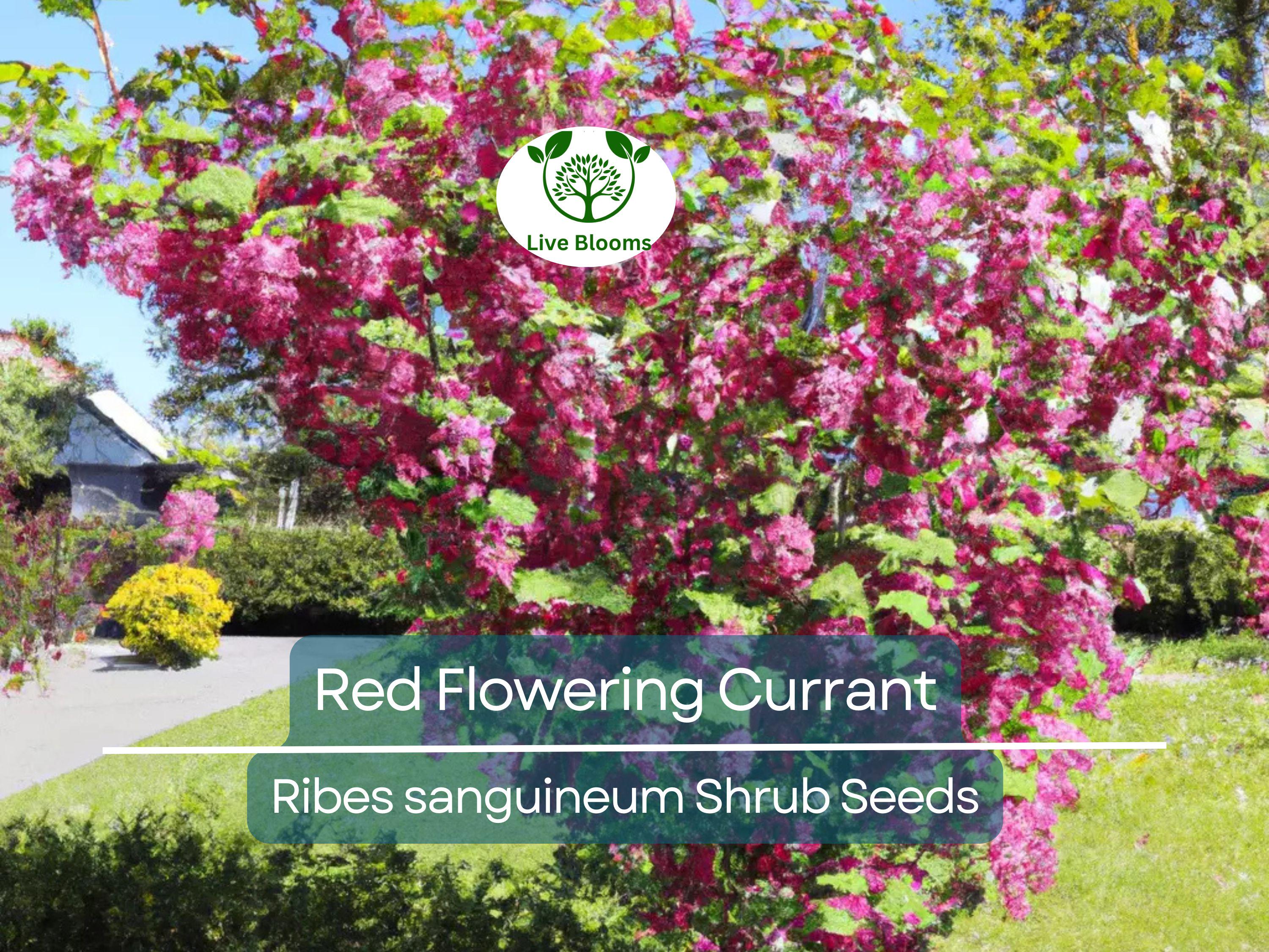 10 Red Flowering Currant Shrub Seeds (Ribes sanguineum), Ornamental Hedge Bush, Hardy Flowering, Spring Blooms for Garden & Landscaping