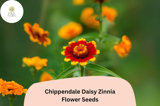 100+ Chippendale Daisy Zinnia Seeds – Classic Daisy-Like Blooms for Summer Gardens & Borders