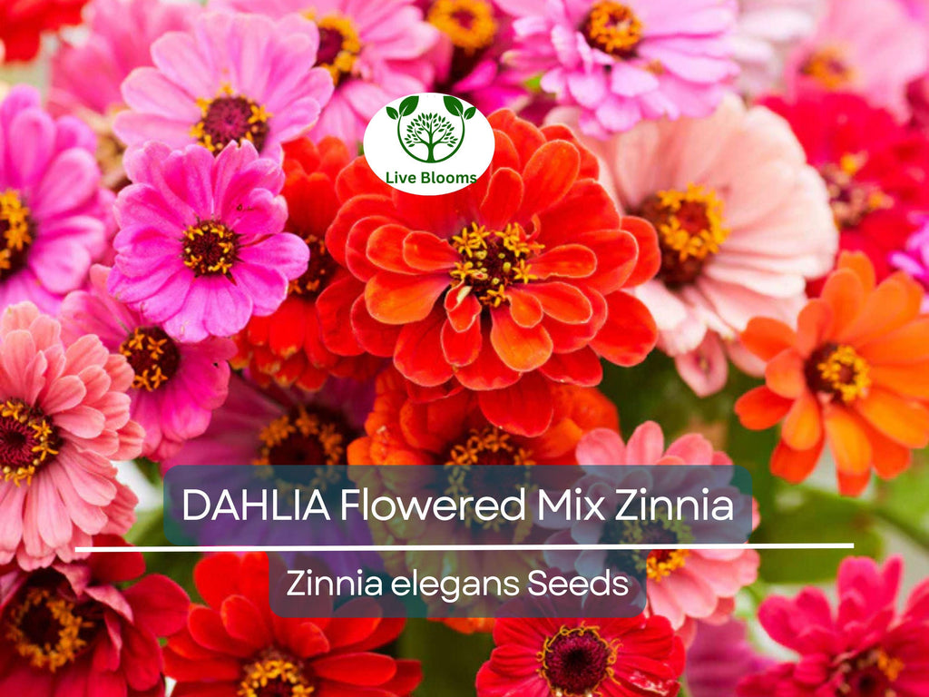 200 Zinnia elegans DAHLIA Flowered Mix Seeds, Hummingbird & Pollinator Flowers, Non-GMO, Vibrant Colors, Garden Blooms
