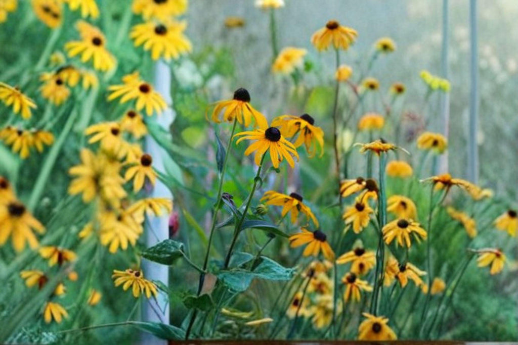 Black-Eyed Susan – Rudbeckia hirta 400 Seeds | Native Wildflower | Pollinator Favorite | Hardy Perennial / Biennial