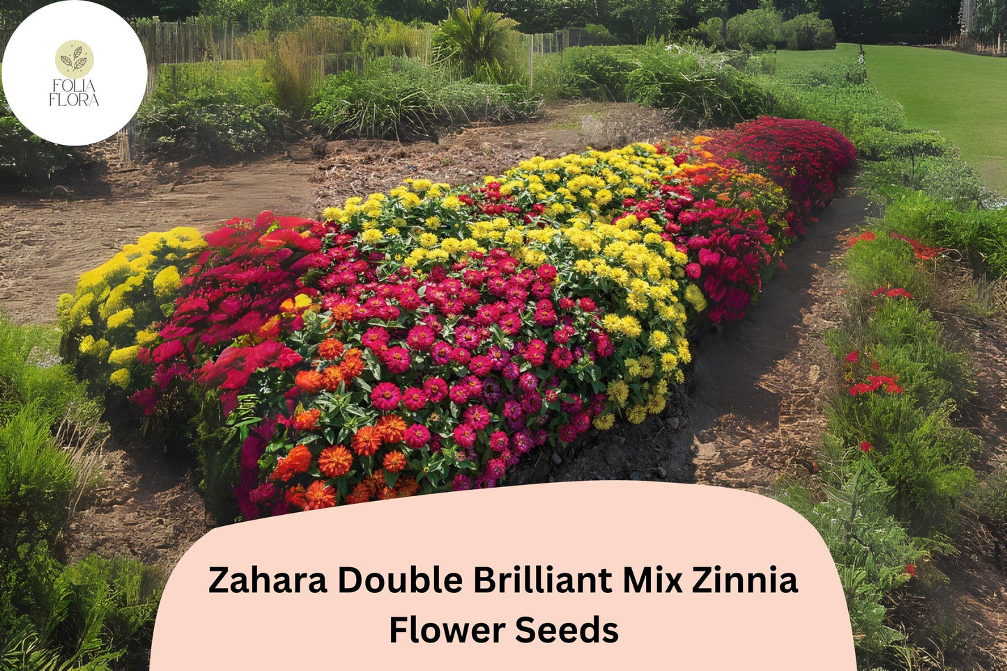 100+ Zahara Double Brilliant Mix Zinnia Seeds – Hybrid Non-GMO Annual Flowers for Garden Planting & Borders
