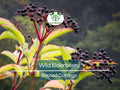 3 Rooted Cuttings Wild Elderberry (Sambucus nigra) – Fresh Elderberry Plants, Home Garden, Organic, Rare Elderberry Variety