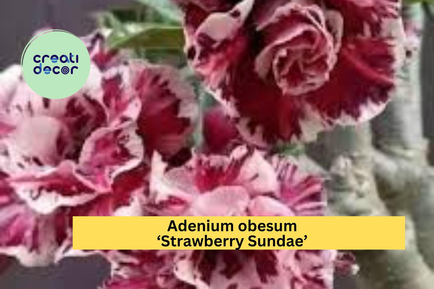 Adenium obesum ‘Strawberry Sundae’ | Desert Rose Live Rooted Seedling Plant | 4–6" Tall Succulent Shrub