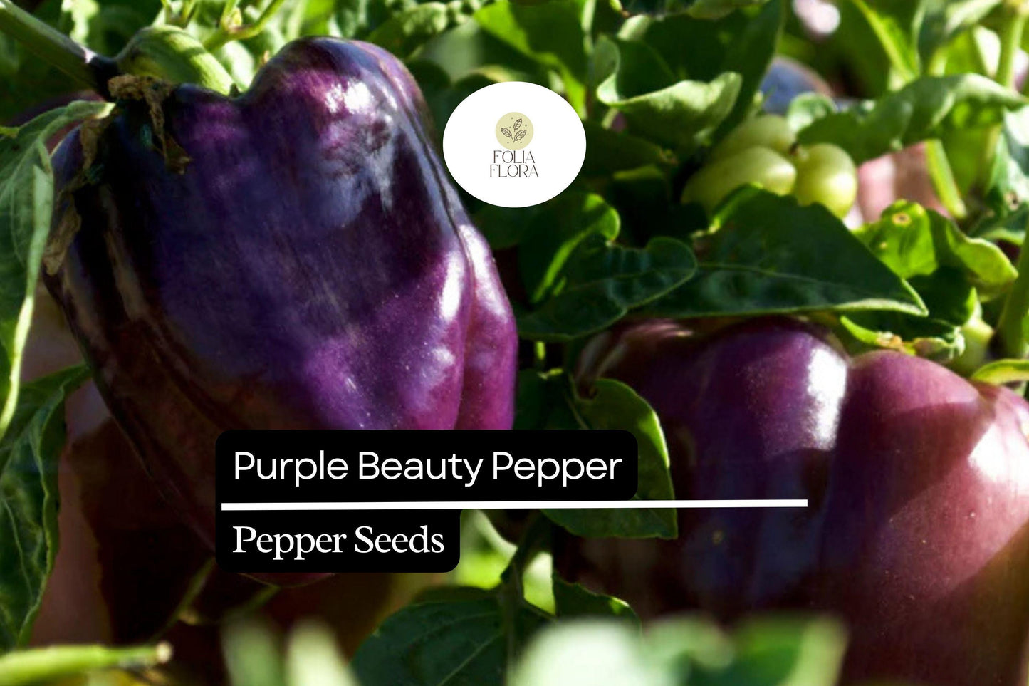 25 Purple Beauty Pepper Seeds – Capsicum annuum – Sweet Bell Pepper, Vibrant Purple Color, Non-GMO, High Yield, Great for Salads & Cooking