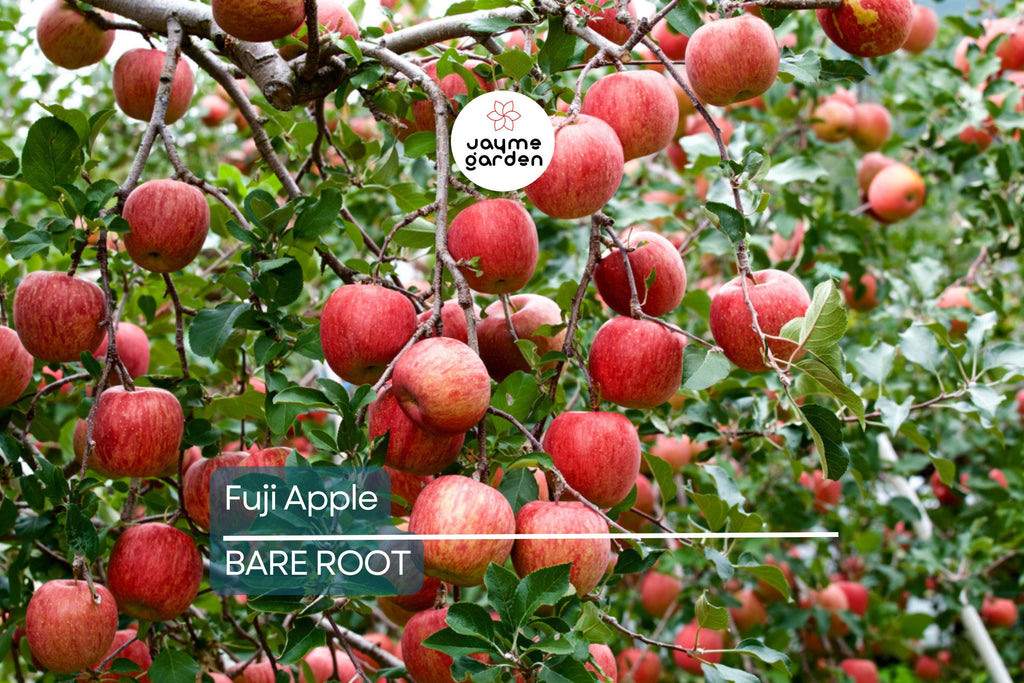 Fuji Apple Tree Live Plant | 2-3 Ft Tall | Bare Root Semi-Dwarf Fruit Tree | Sweet & Juicy Apples | Cold Hardy | Zones 4-9