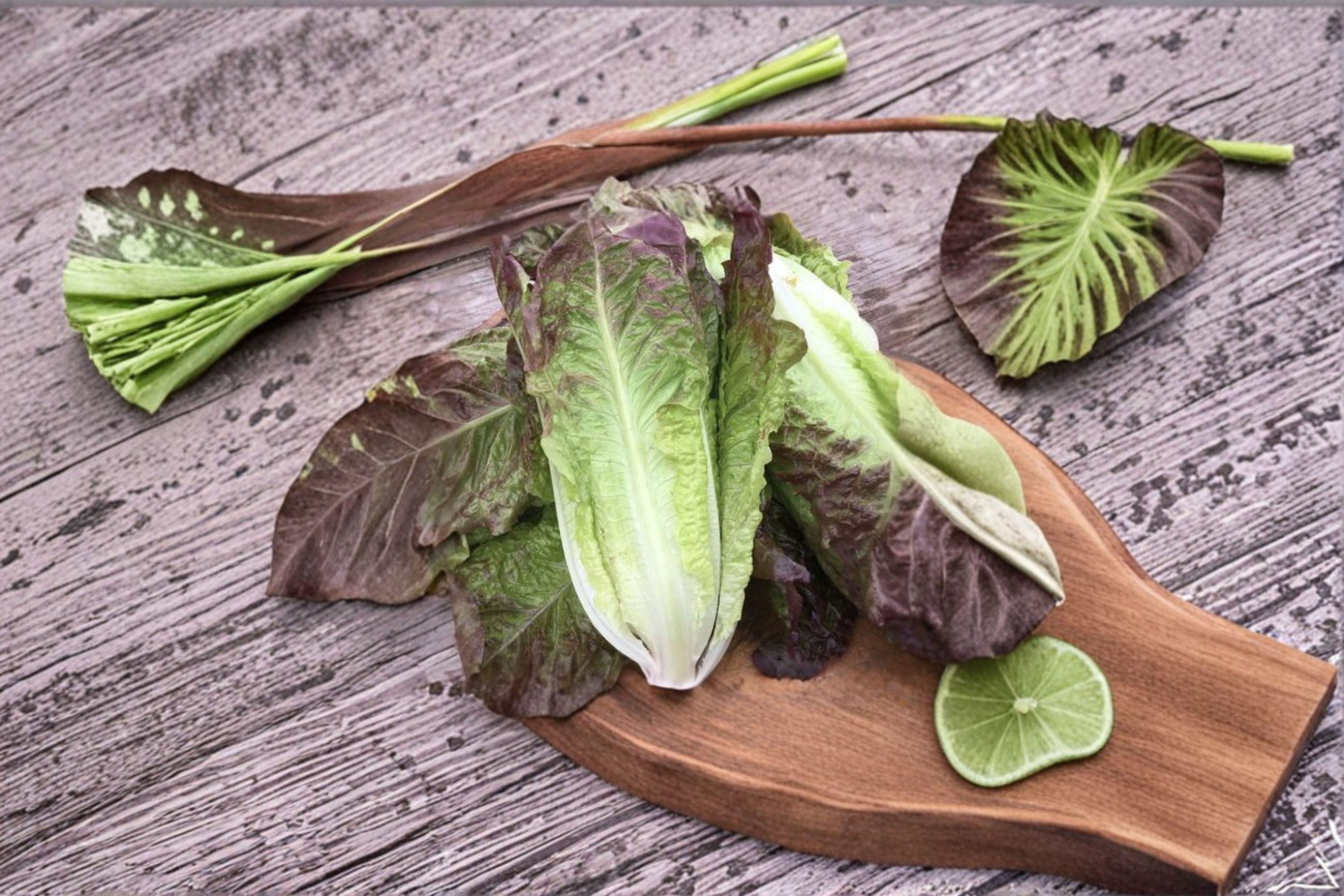 Red Romaine Lettuce 700 Seeds | Classic Romaine Type | Crisp Leaves | Colorful Salad Green