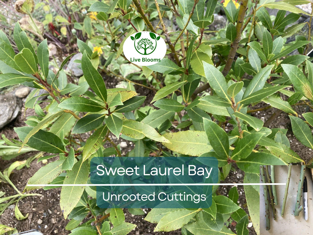 5 Sweet Laurel Bay Tree Unrooted Cuttings (Laurus nobilis) 6-8", Aromatic Herb, Ideal for Gardens, Culinary Use, and Easy to Grow