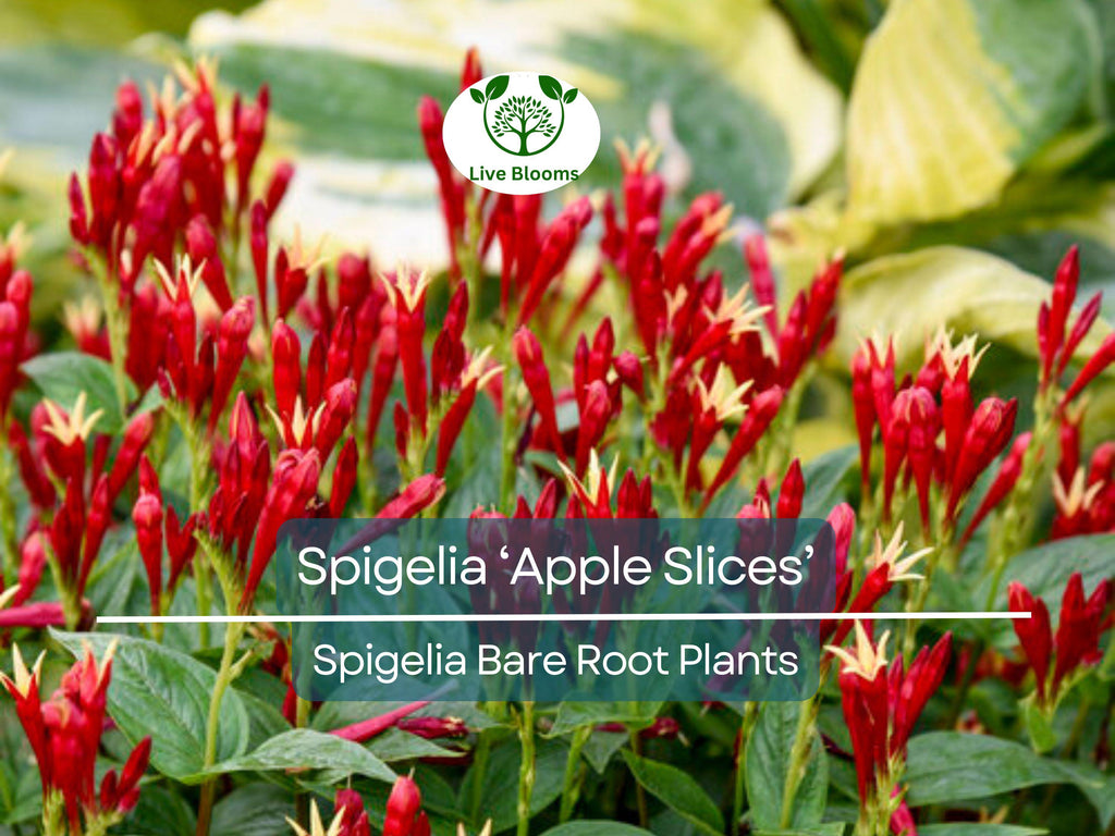 1 Spigelia ‘Apple Slices’ – Bare Root Plant (4–5") – Native Shade Perennial – Red & Yellow Blooms – Hummingbird Favorite
