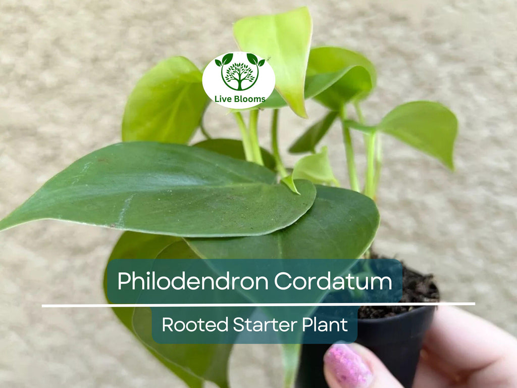 2" Rooted Multi-Cutting Cordatum Starter Plants, Easy to Grow, Ideal for Indoor/Outdoor, Philodendron Cordatum, Heartleaf Vine Cuttings