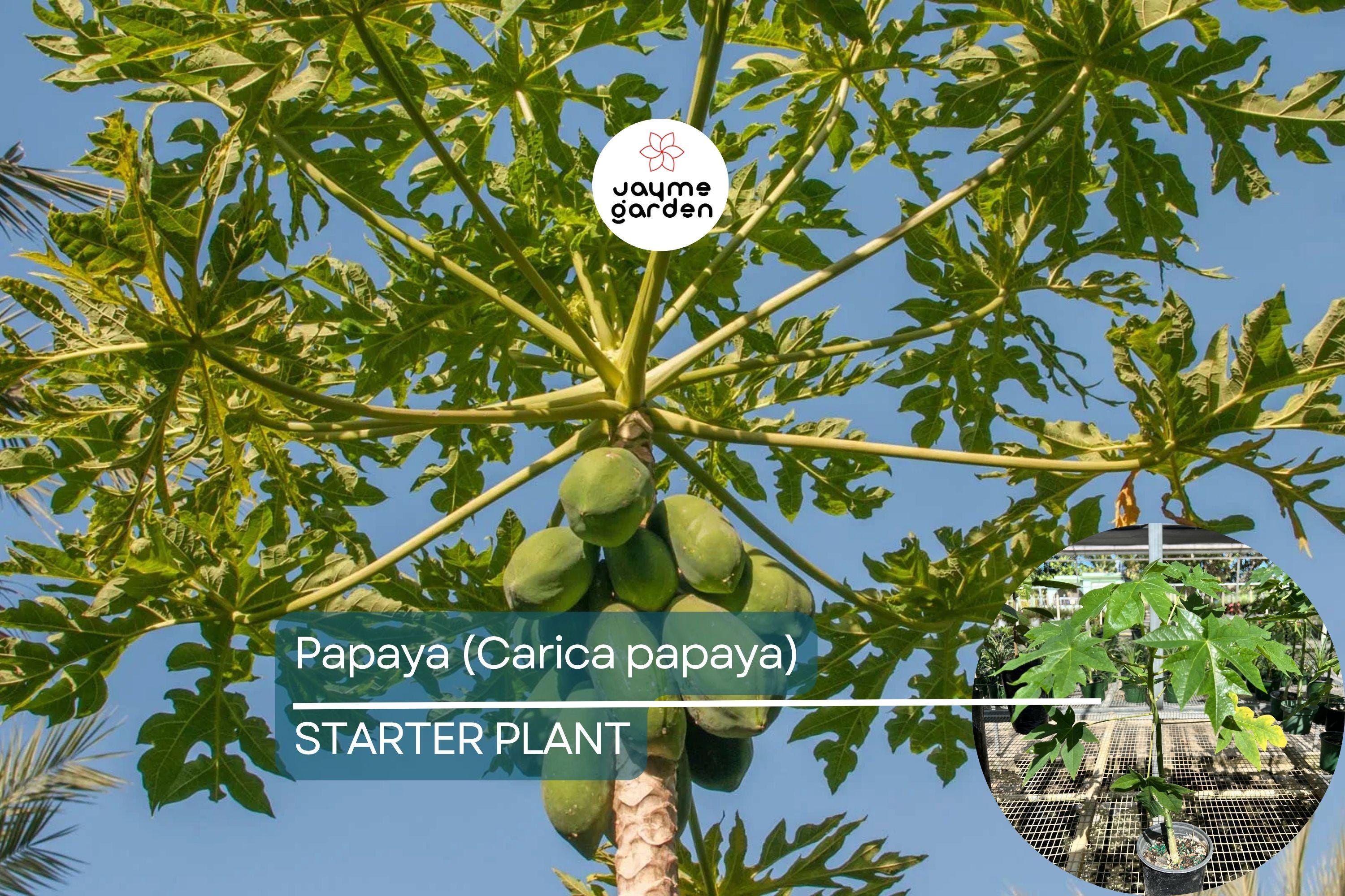 Papaya Tree (Carica papaya) Live Tropical Fruit Tree 1’-2’ | Sweet Flavor, Juicy Texture, and Easy to Grow
