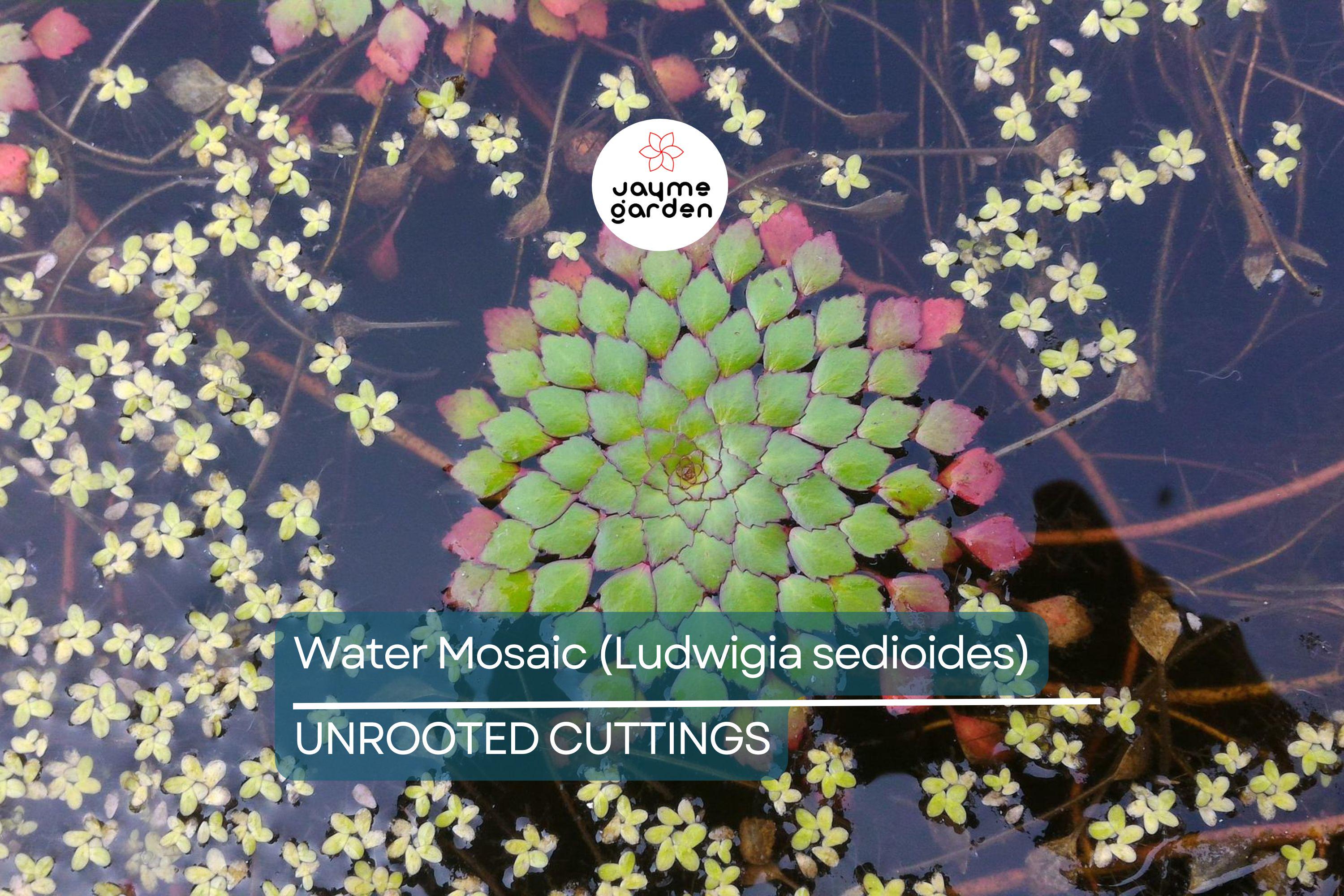 Water Mosaic Plant Cuttings | 3 Ludwigia sedioides for Ponds | Tropical Floating Plant | Red & Green Rosettes | Pond Decor