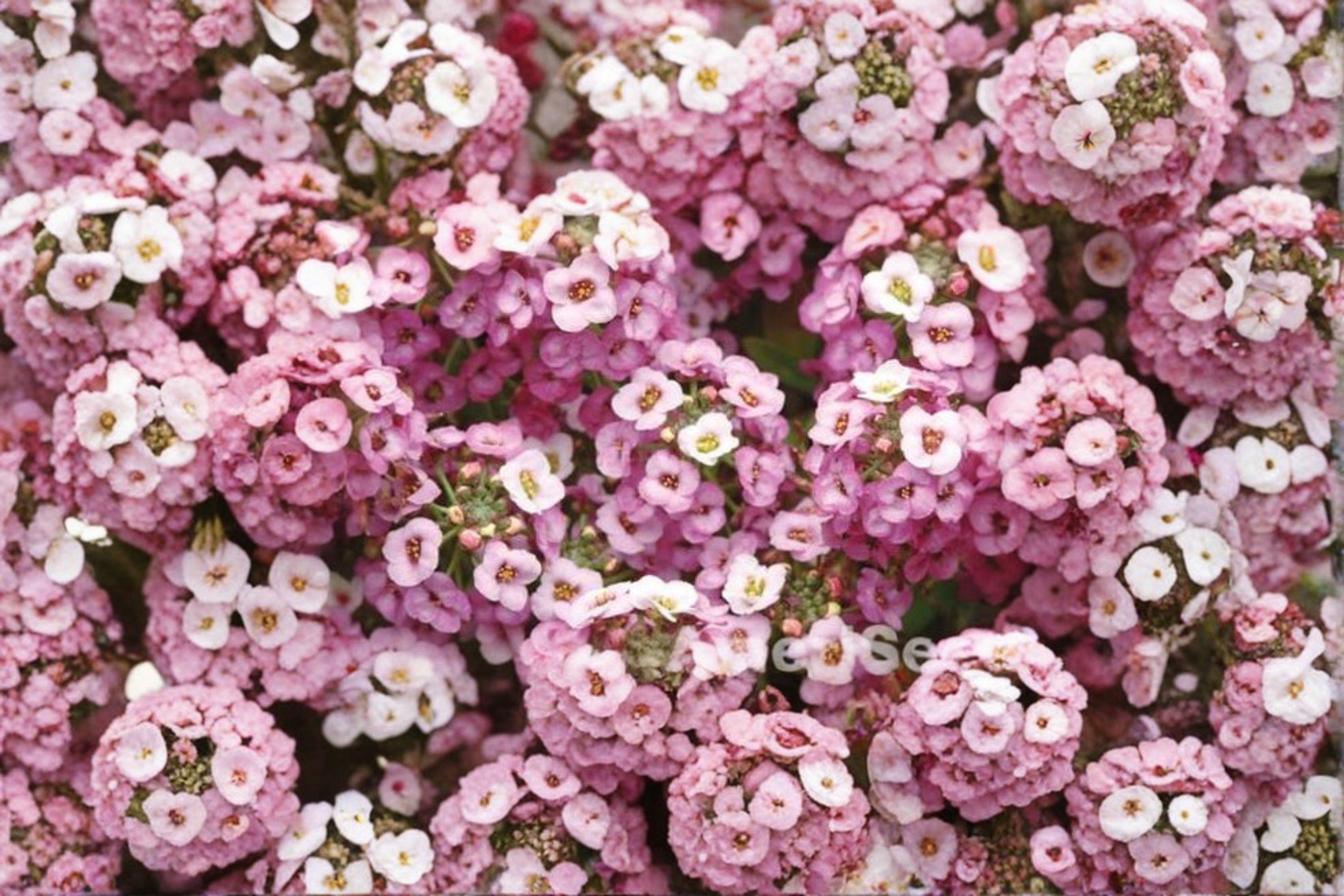 Dwarf Pink Sweet Alyssum – Lobularia maritima Seeds | 100 Seeds | Fragrant Low Growing Flower