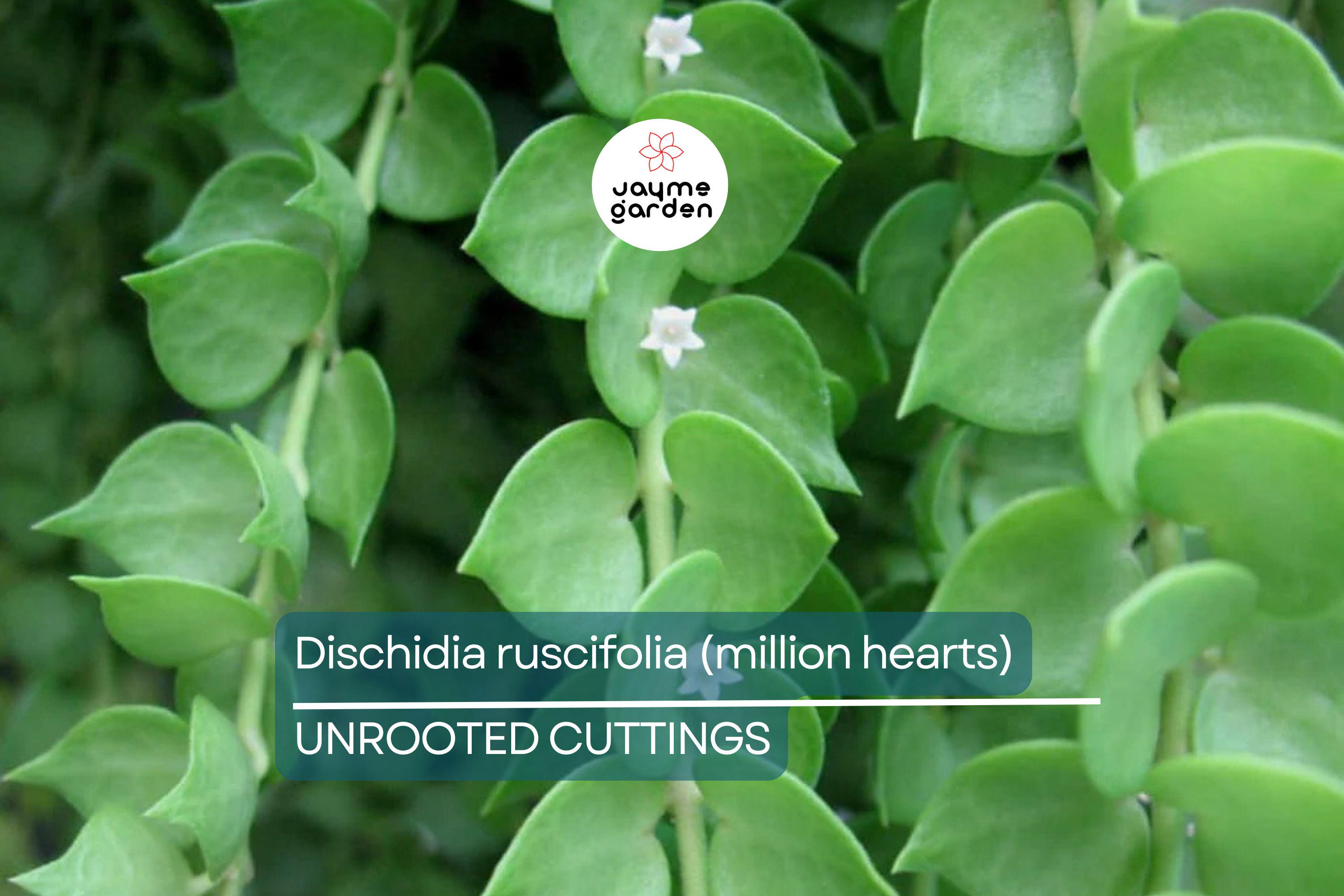 Dischidia ruscifolia | Million Hearts Cutting | Unique Indoor Plant | Easy-Care Hanging Vine | 1 Unrooted Cutting