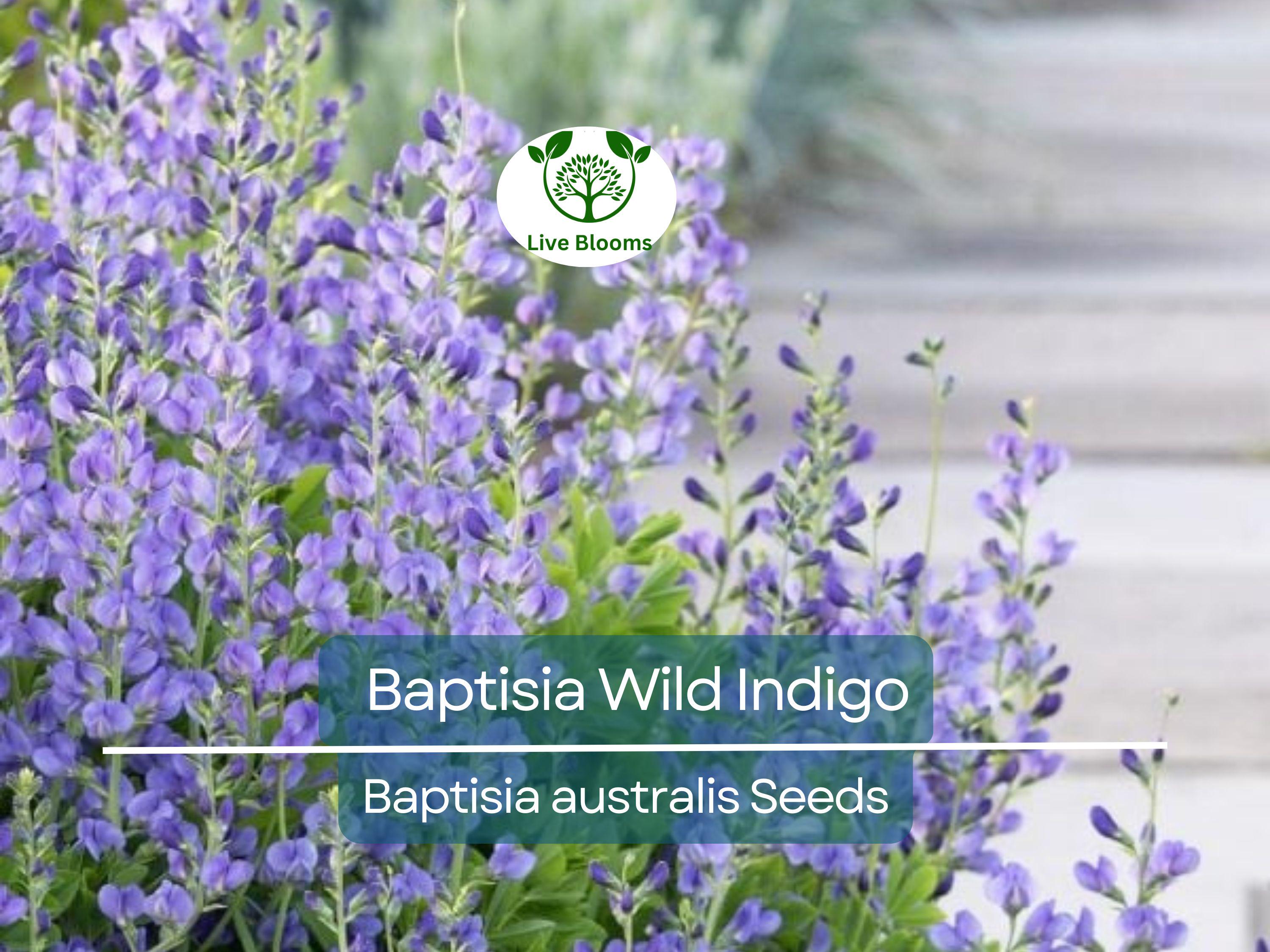50 Seeds BAPTISIA Wild Indigo, Blue Flowers, Butterfly Host Plant, Perennial, Non-GMO, Native Plant, Perfect for Pollinator Gardens
