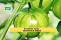 3pcs of 100mg Tomatillo Verde Seeds – Tart Green Husk Tomato for Salsa Verde & Cooking – Easy Grow Vegetable Seeds for Planting