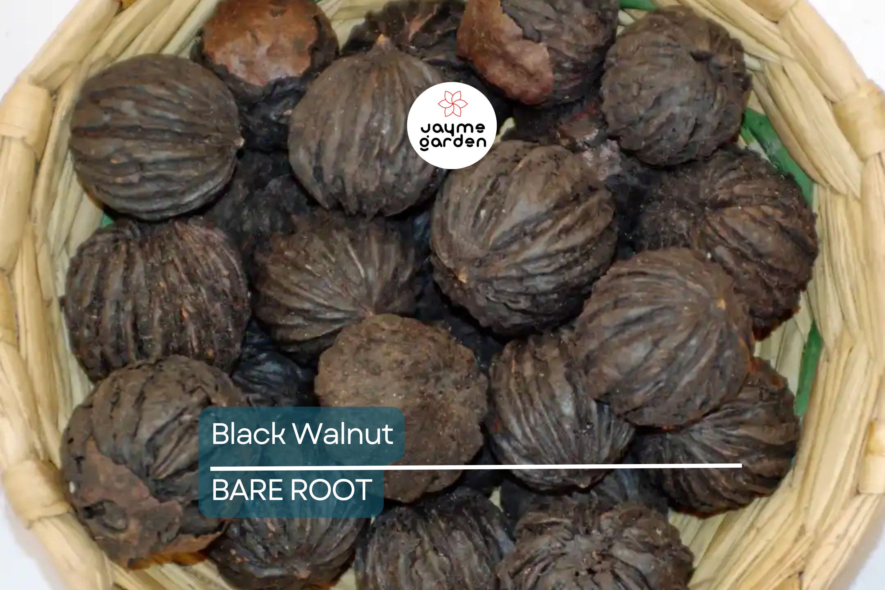 2 Black Walnut Trees 3-4' Tall | Bare Root Seedlings | Hardy Tree for USDA Zones 4-9
