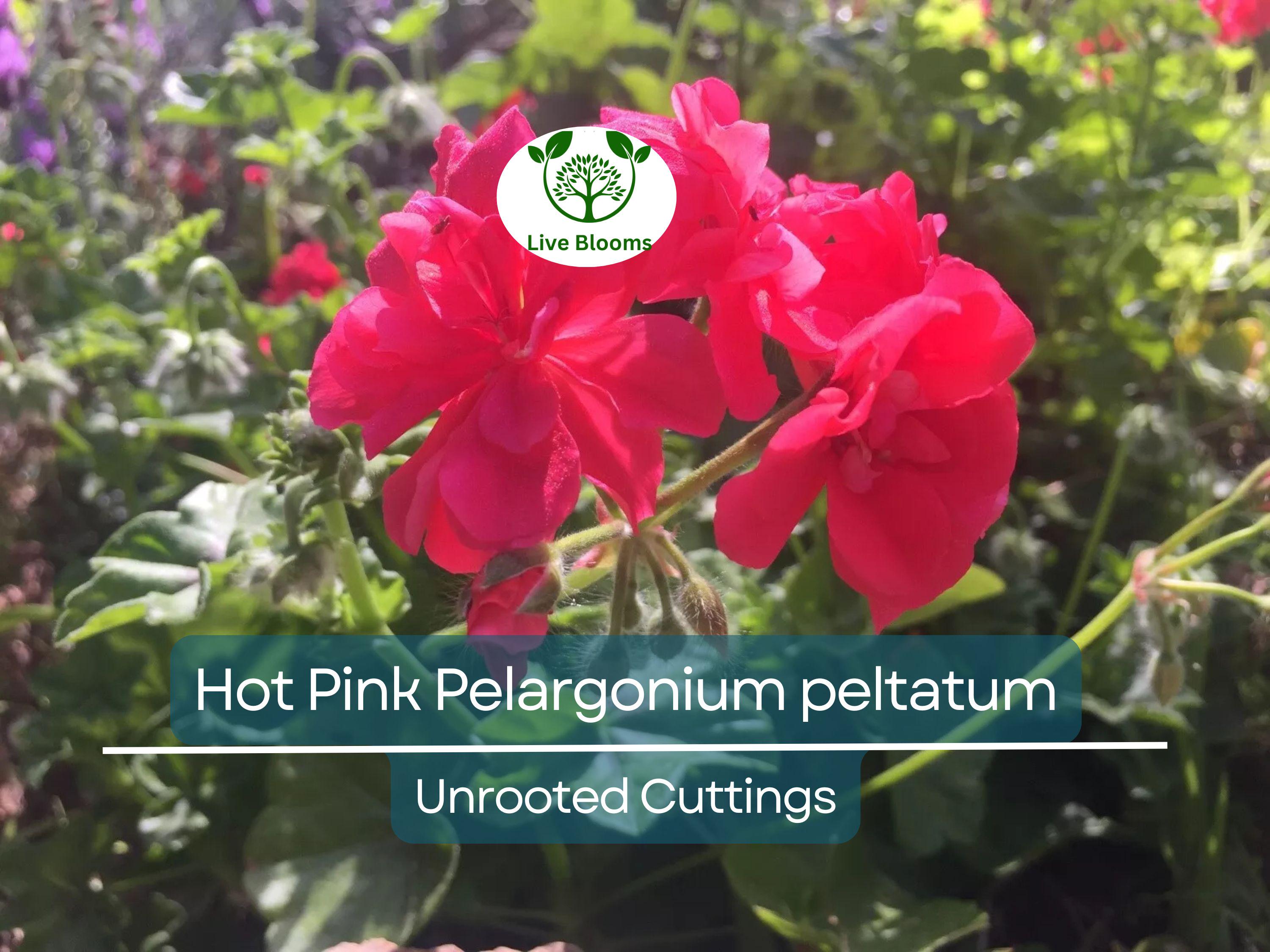 6 Hot Pink Pelargonium Peltatum Ivy Geranium Live Plant Cuttings 6" – Unrooted Geraniums for Hanging Baskets, Gardens, & Window Boxes
