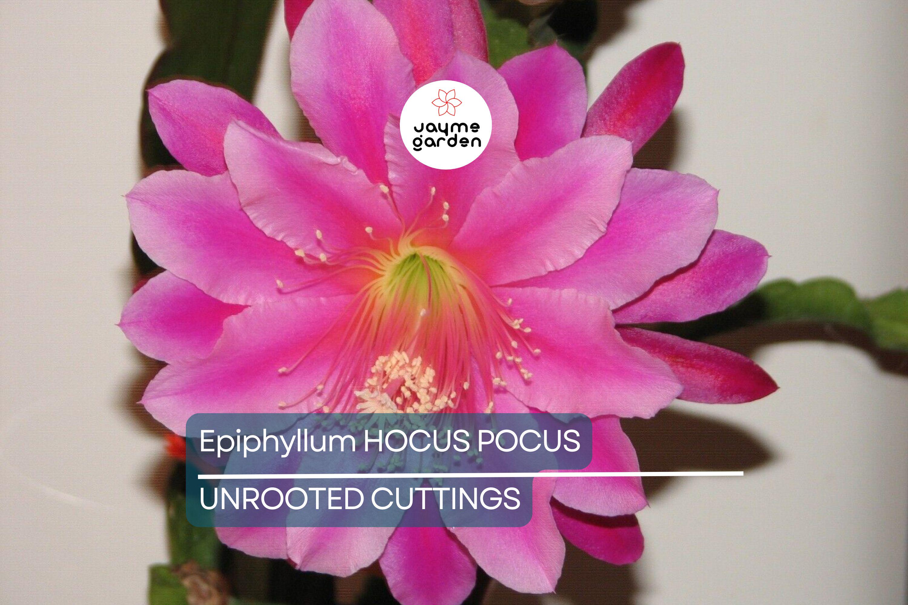 Epiphyllum 'Hocus Pocus' Orchid Cactus Cutting | 8-10 Inch Unrooted Cutting | Stunning Blooms | Perfect for Collectors