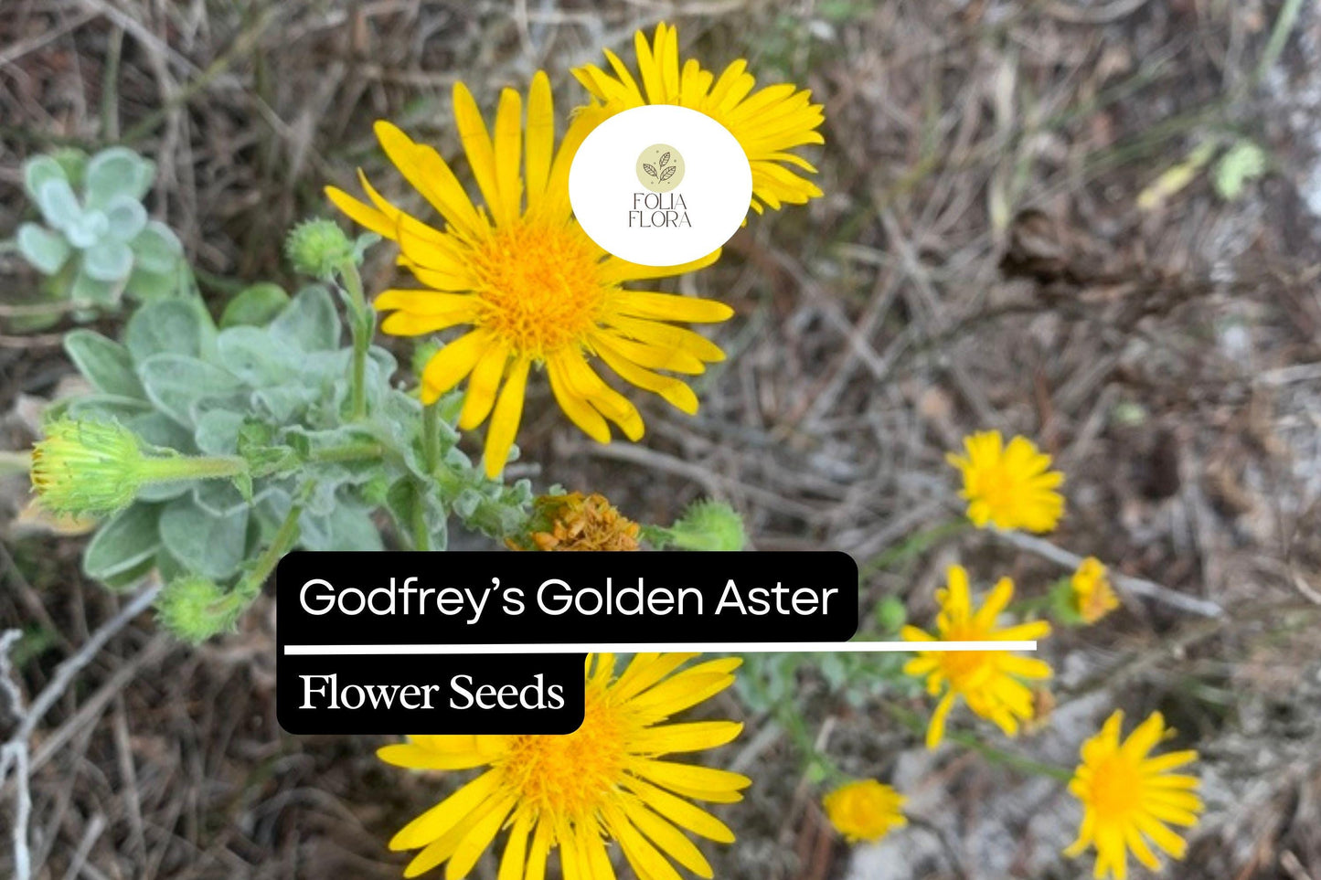 Godfrey’s Golden Aster Seeds (Chrysopsis godfreyi) | 25 Seeds | Rare Native Wildflower for Pollinators