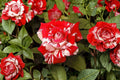 Avant Garde Rose 1 Plant Bare Root (Rosa Hybrid Tea) Striped Garden Rose